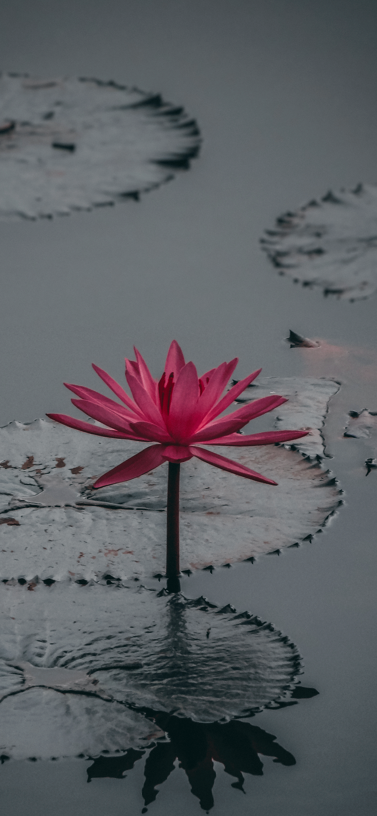 Lotus Wallpapers