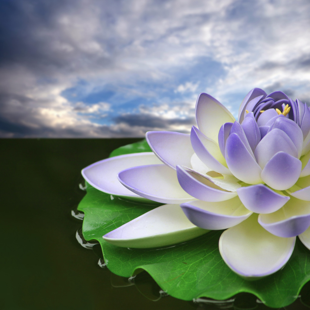 Lotus Wallpapers