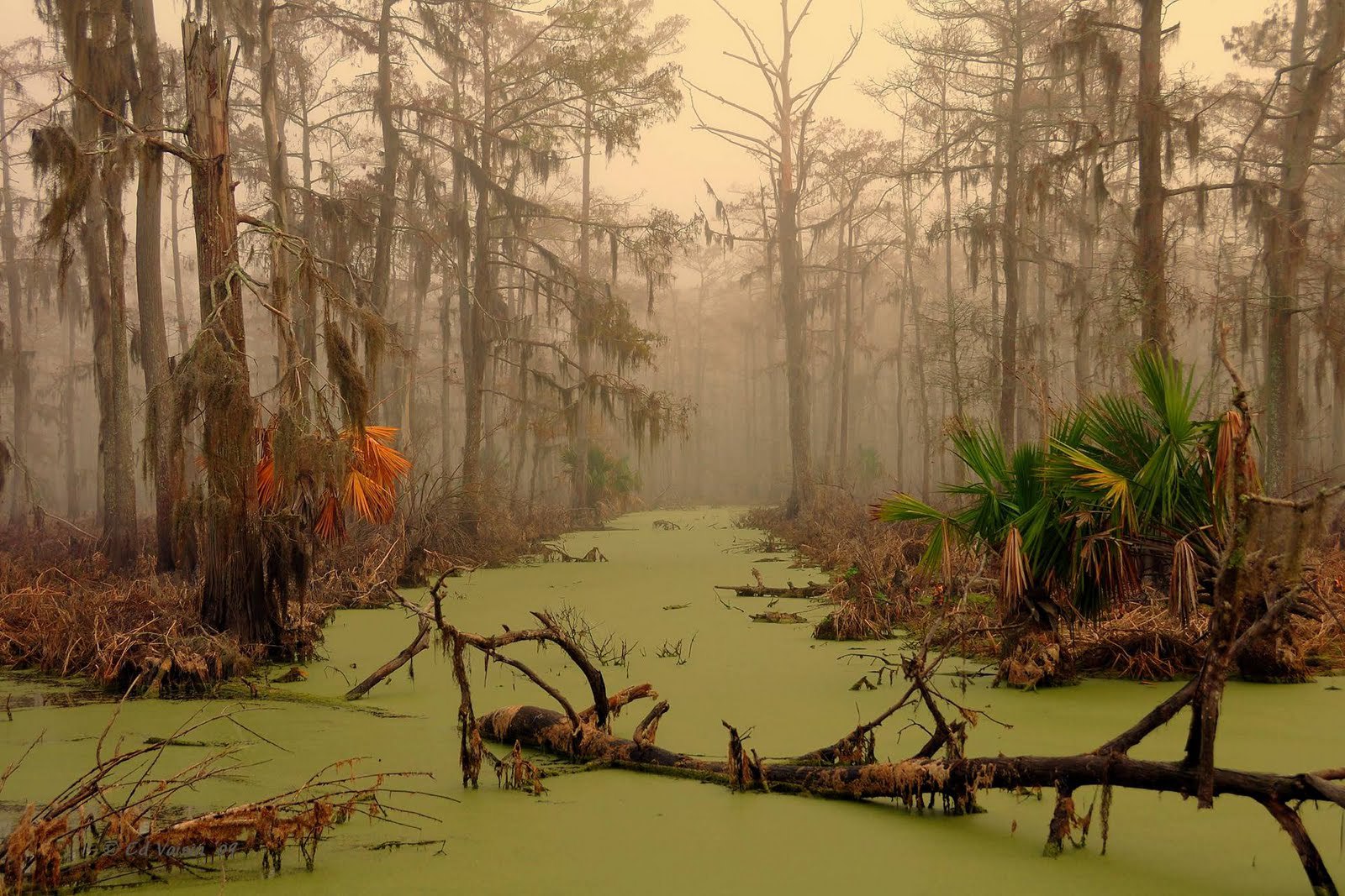 Louisiana Backgrounds