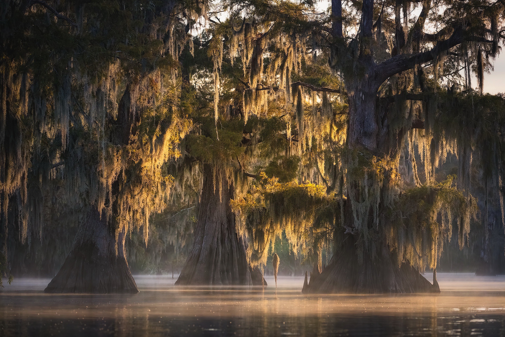 Louisiana Backgrounds