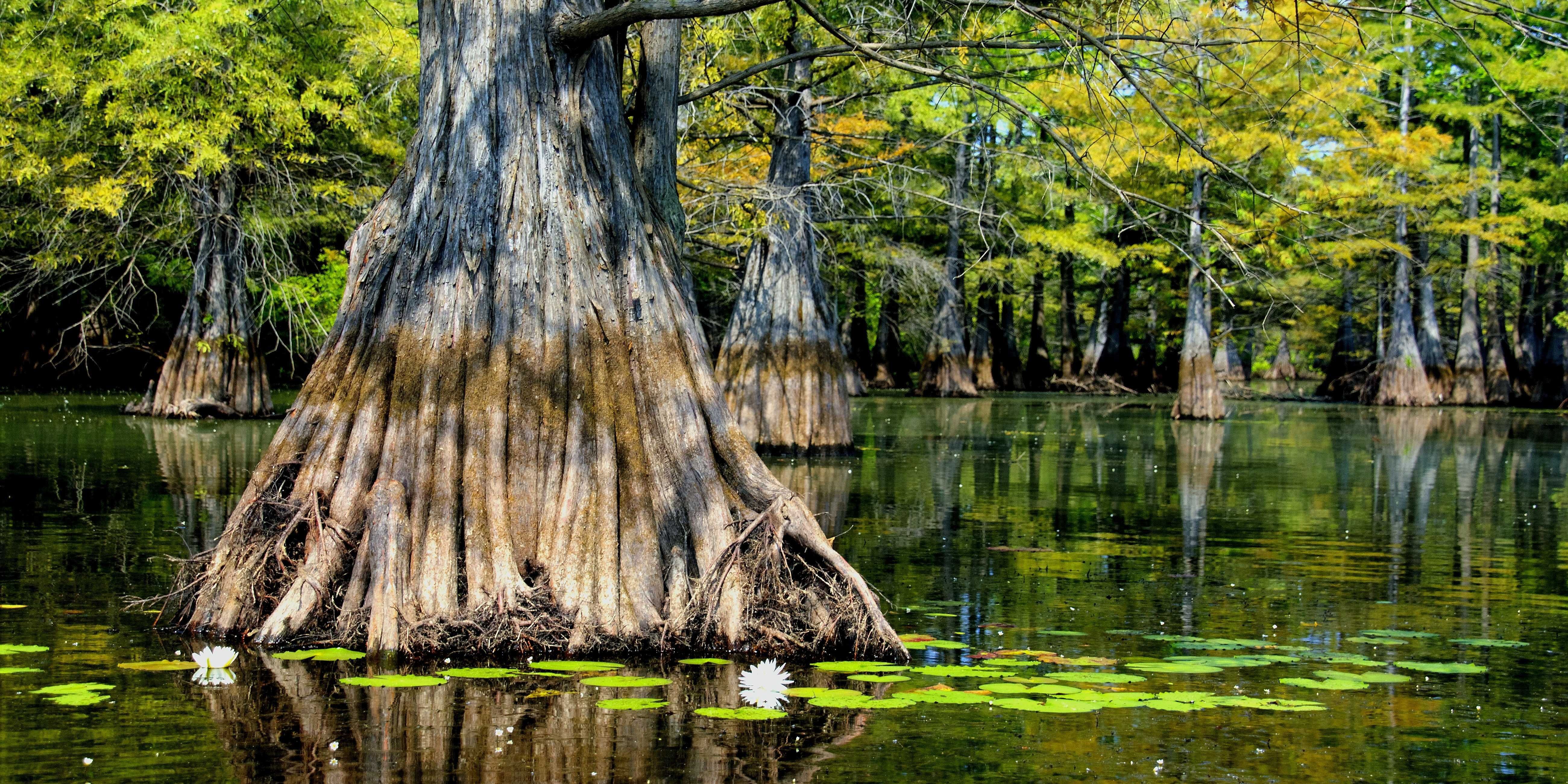 Louisiana Backgrounds