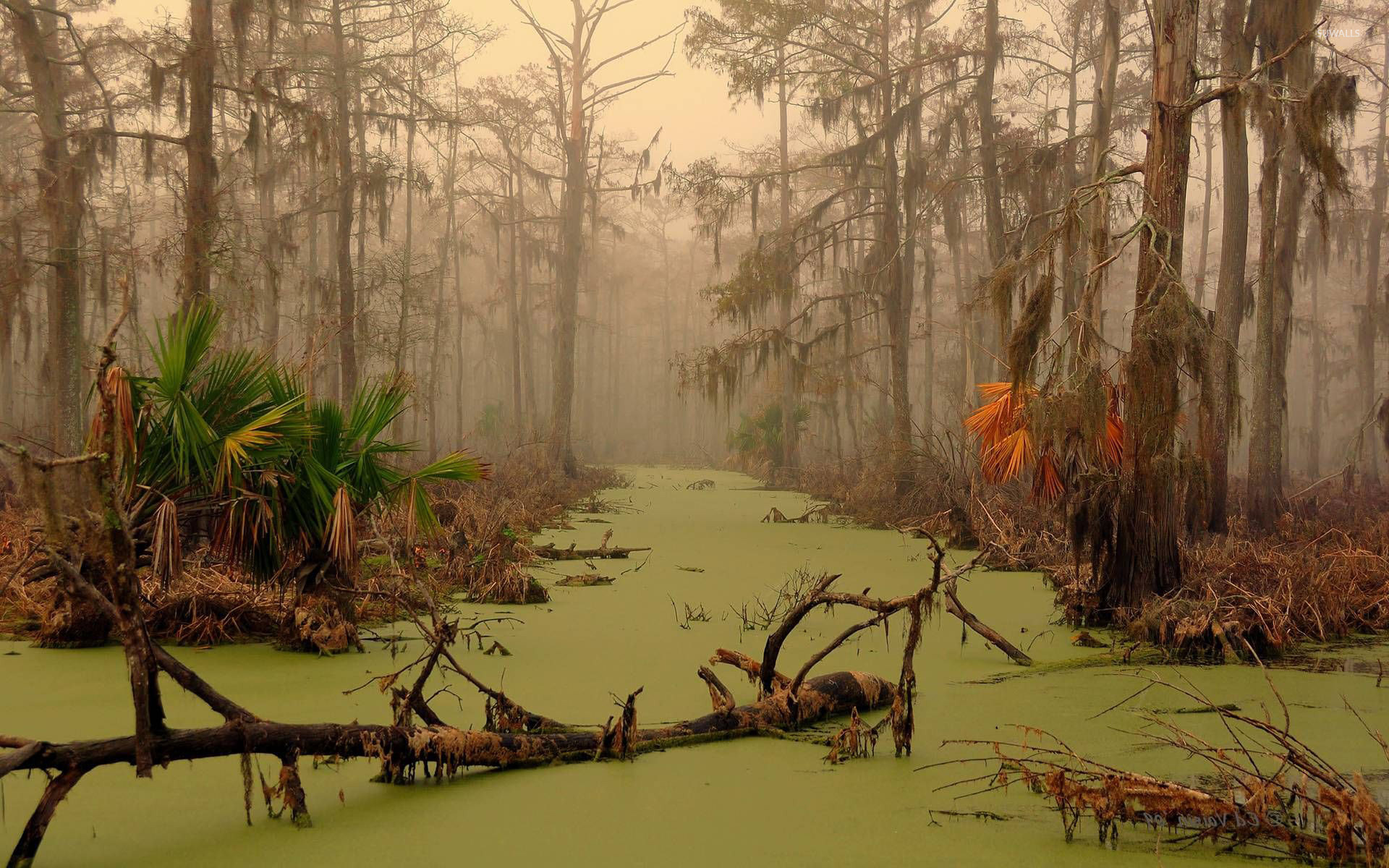 Louisiana Backgrounds