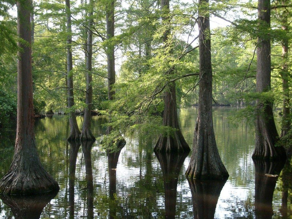 Louisiana Backgrounds