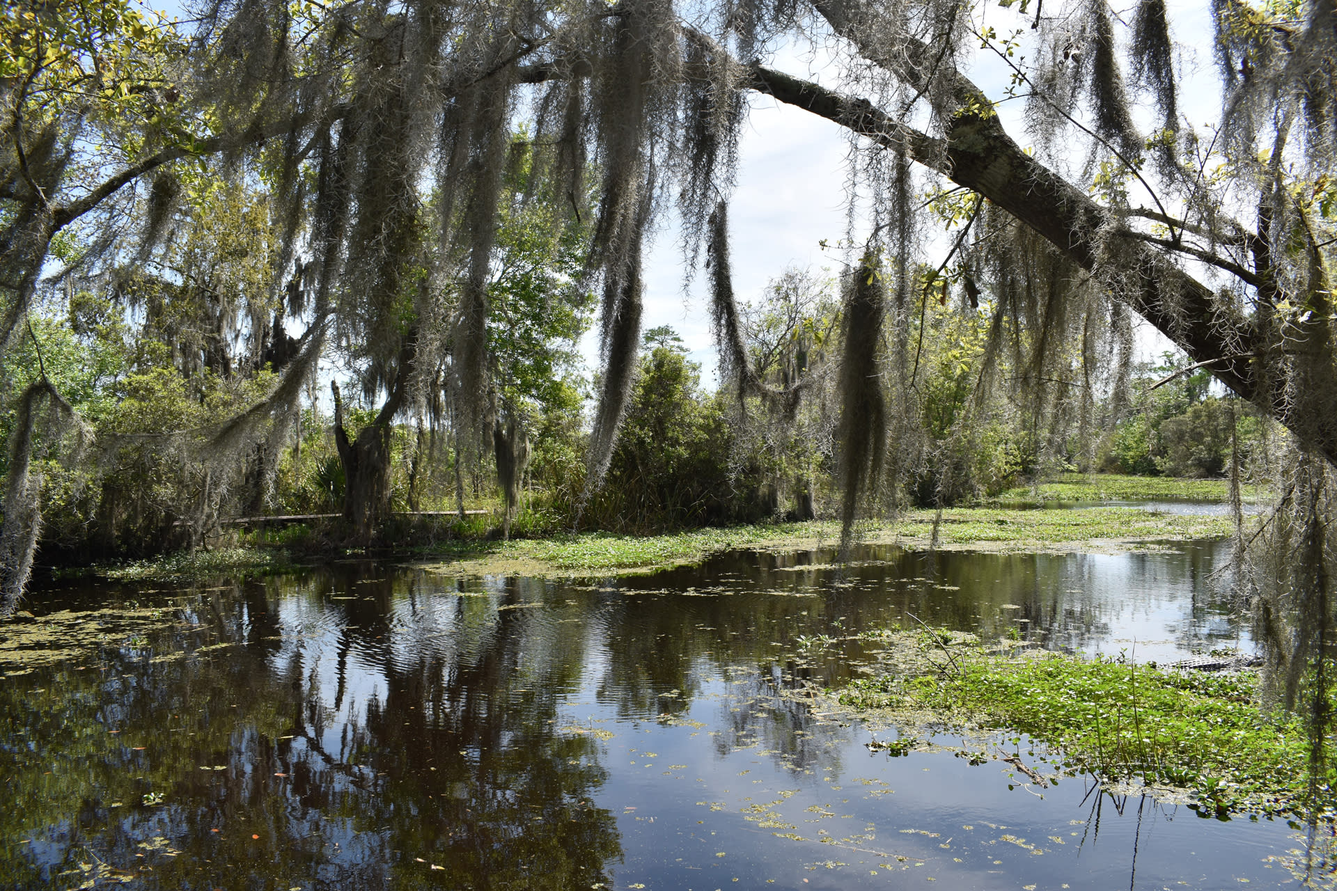 Louisiana Backgrounds