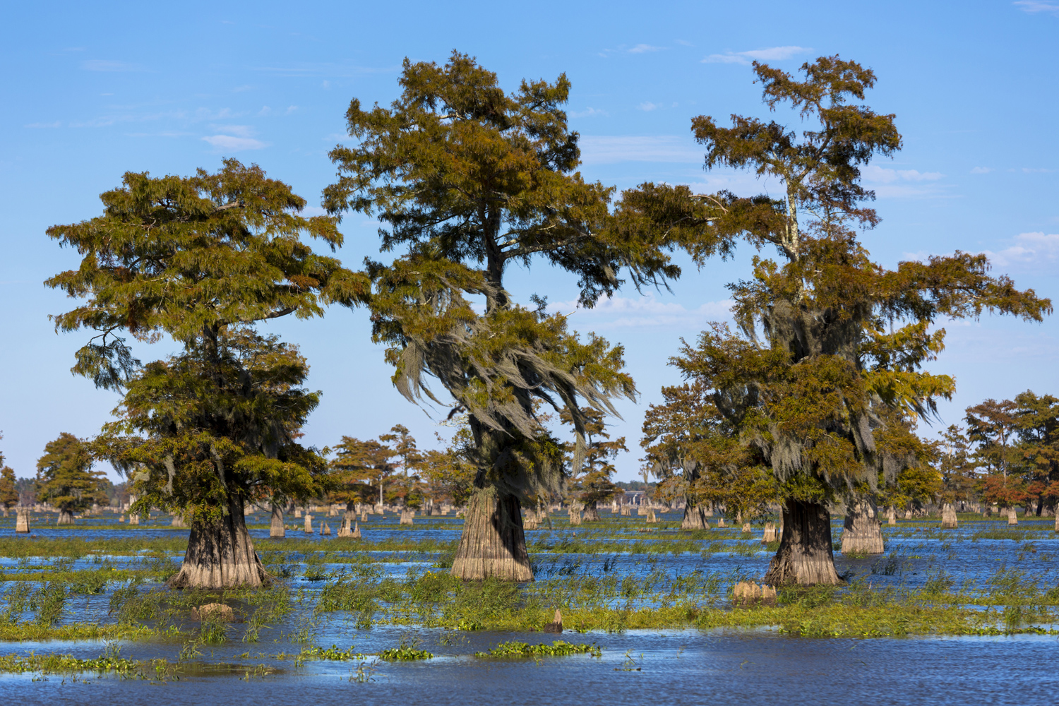 Louisiana Backgrounds