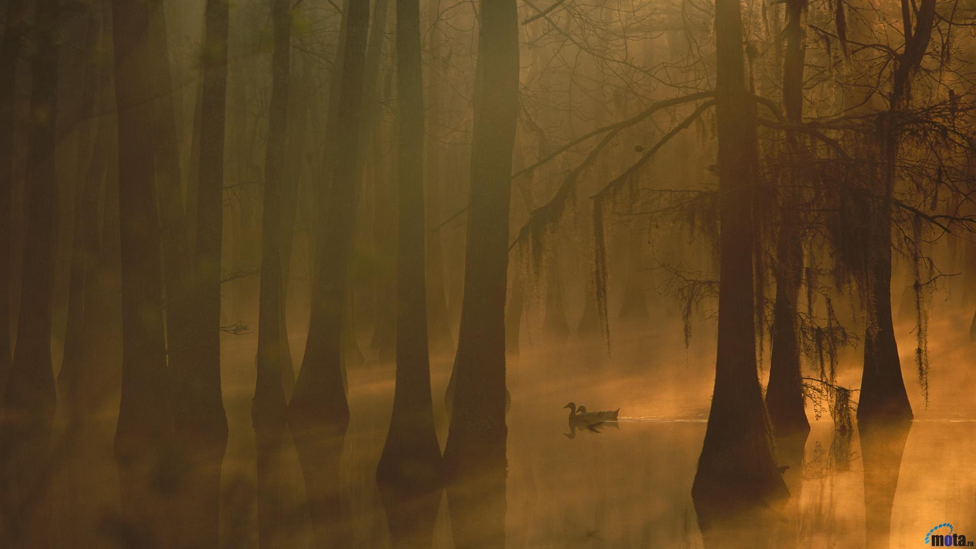 Louisiana Backgrounds