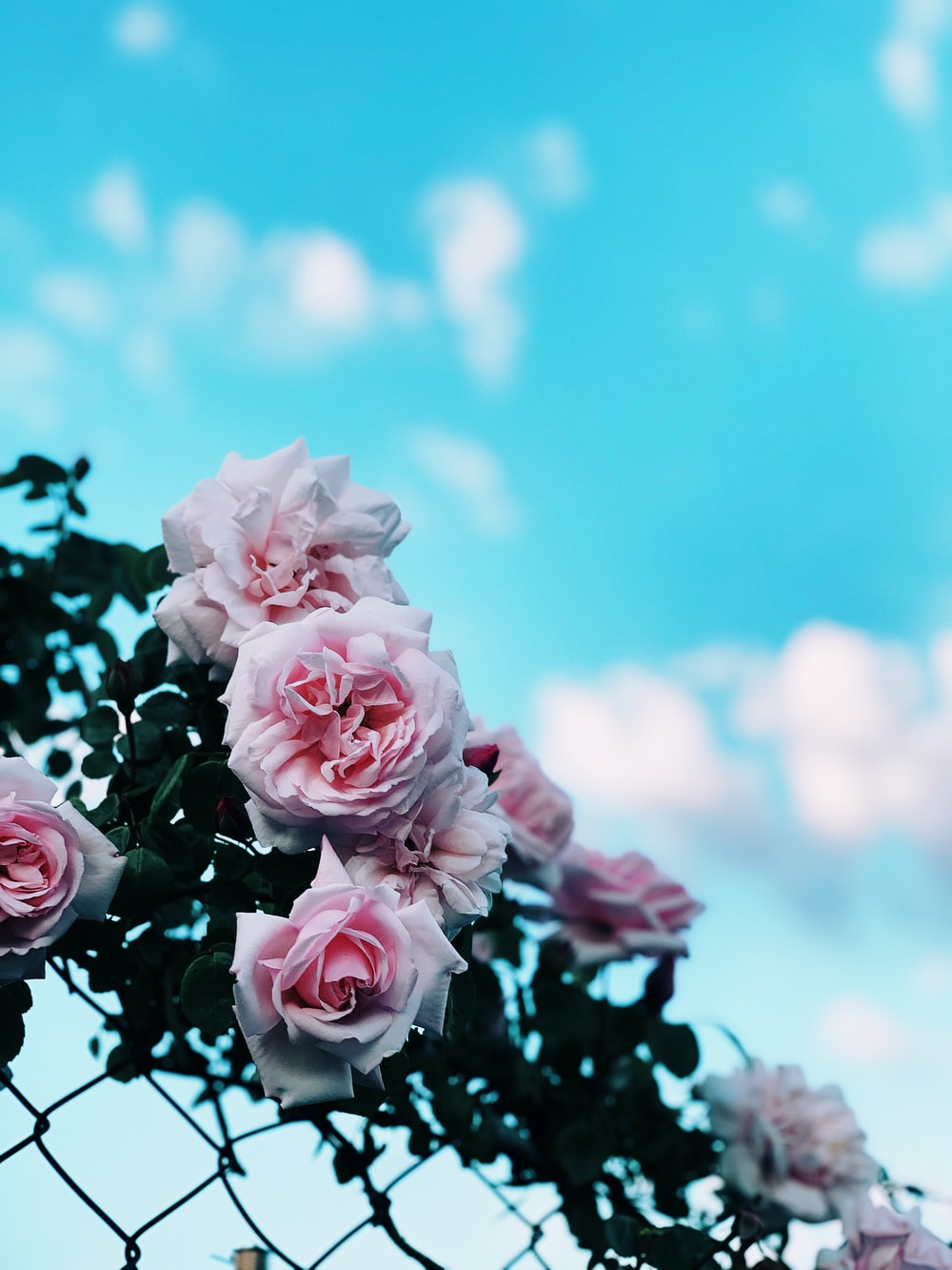 Love Blue Rose Wallpapers