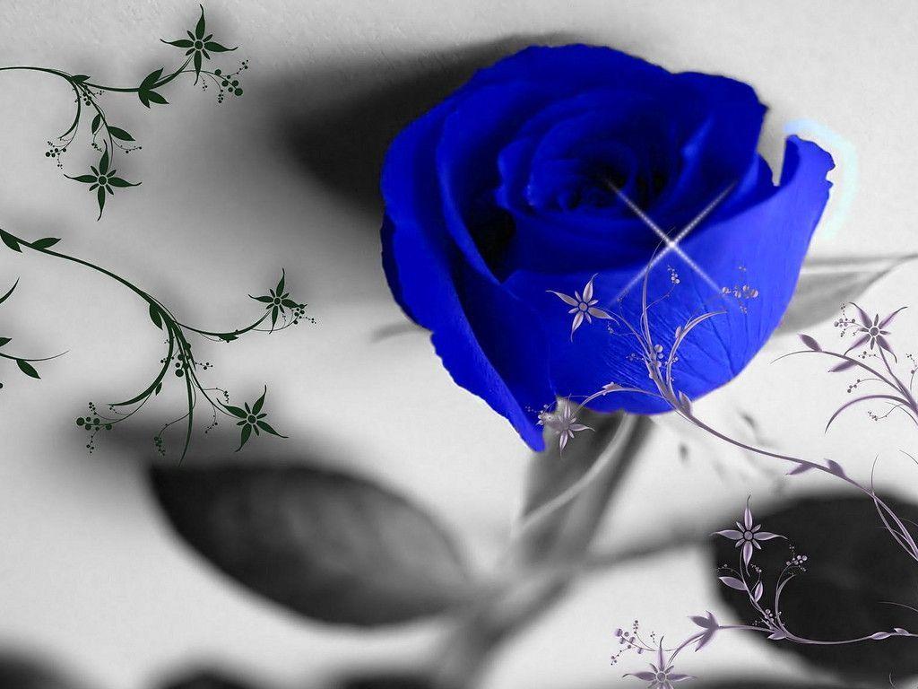 Love Blue Rose Wallpapers