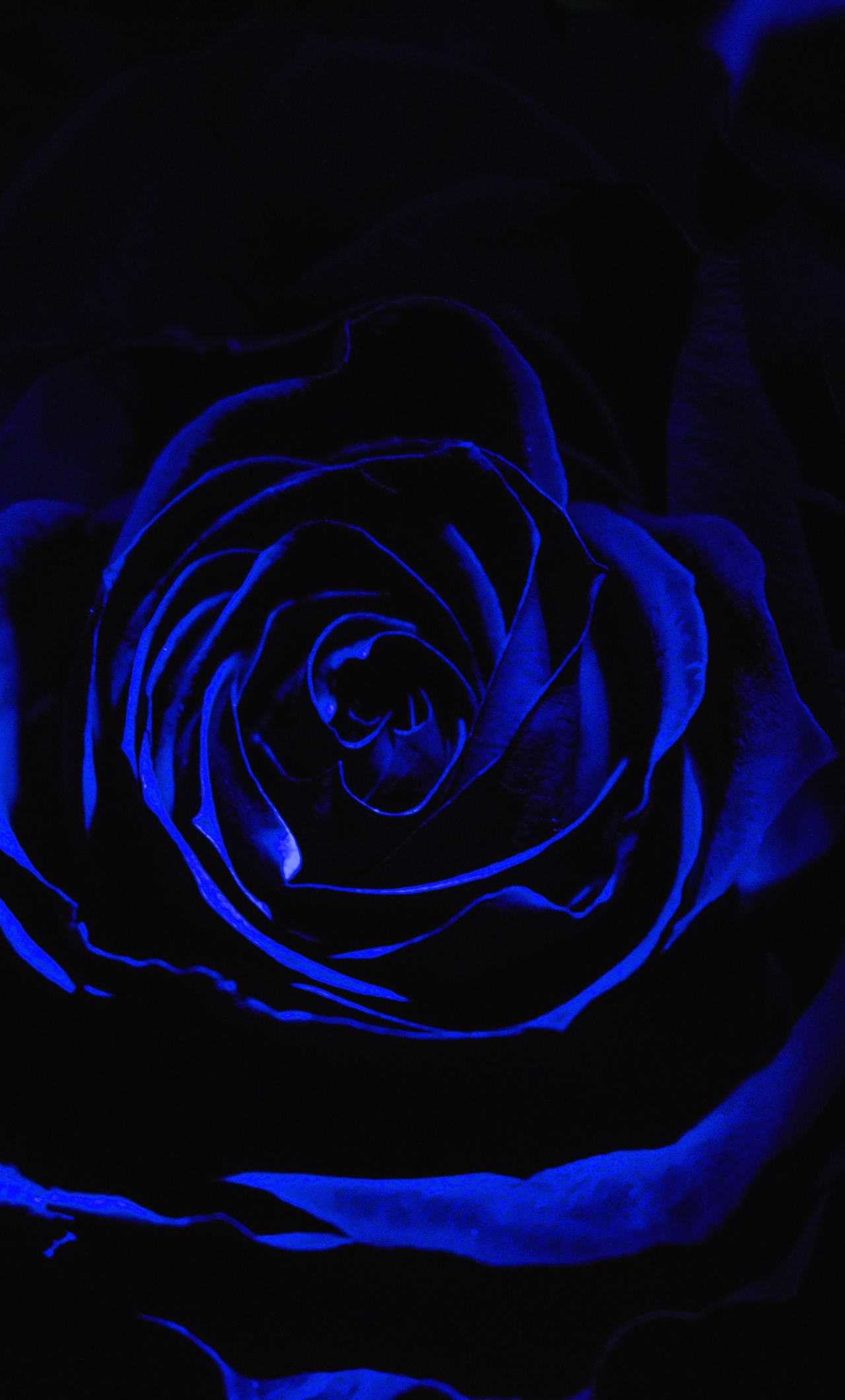 Love Blue Rose Wallpapers