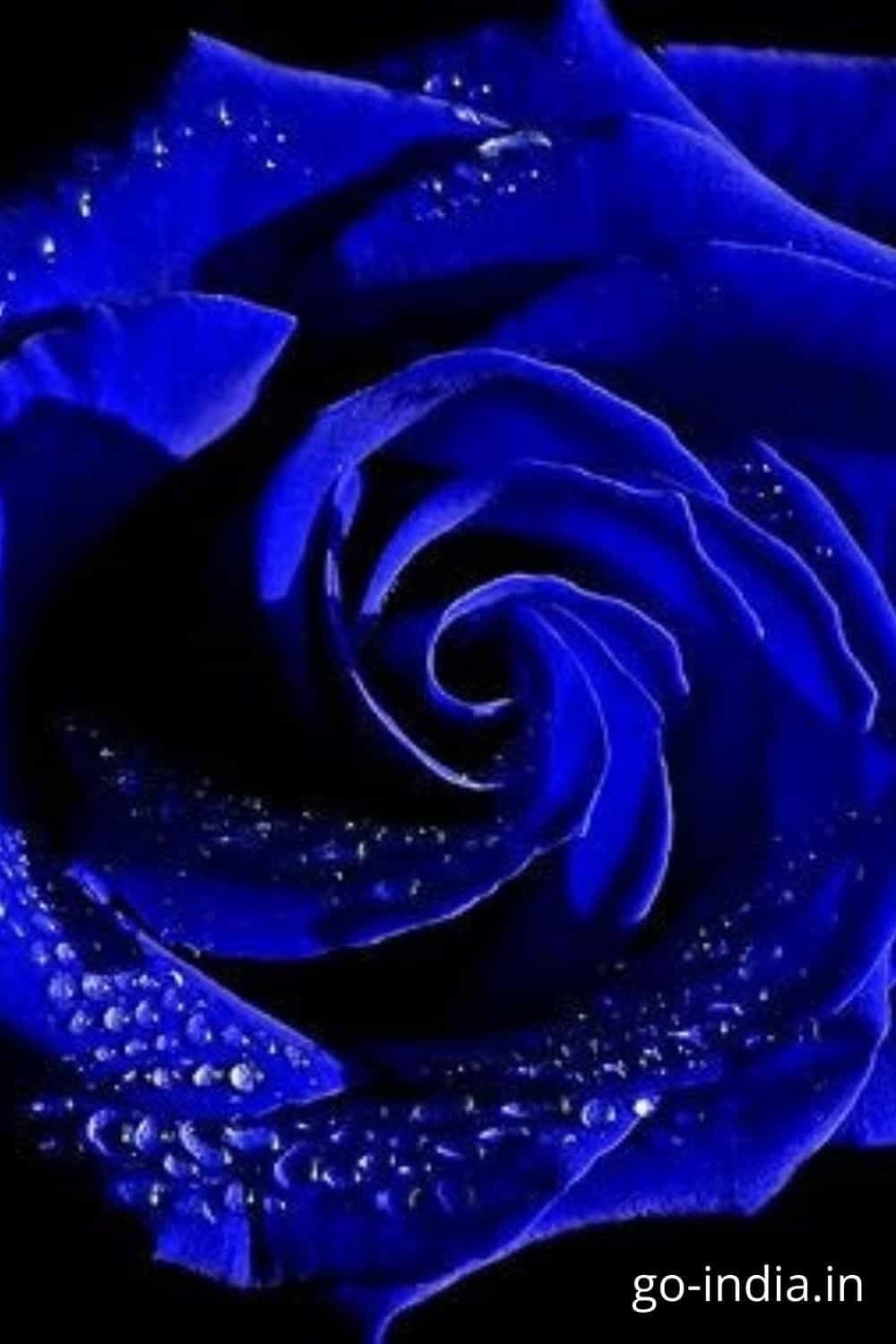 Love Blue Rose Wallpapers