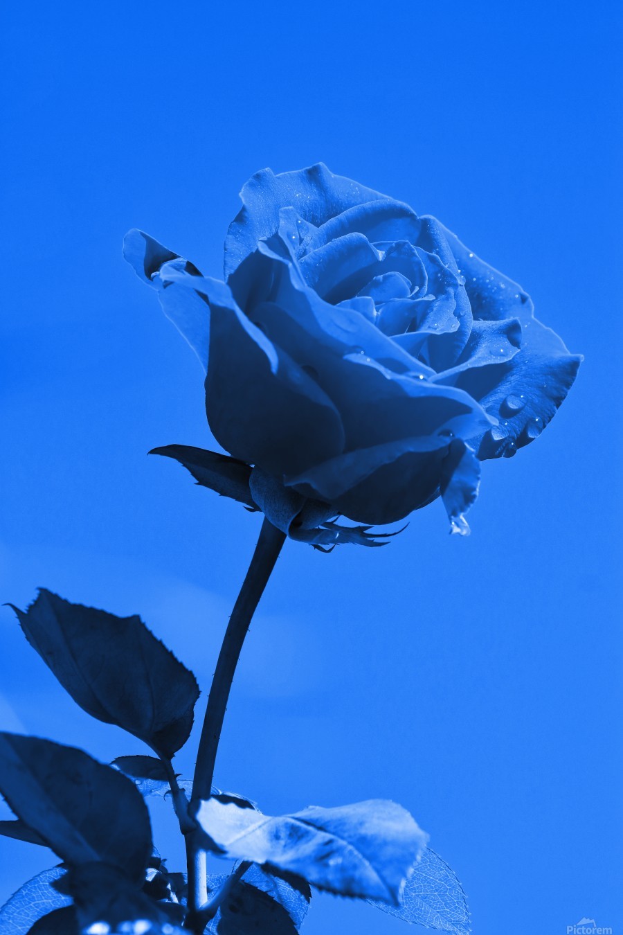 Love Blue Rose Wallpapers