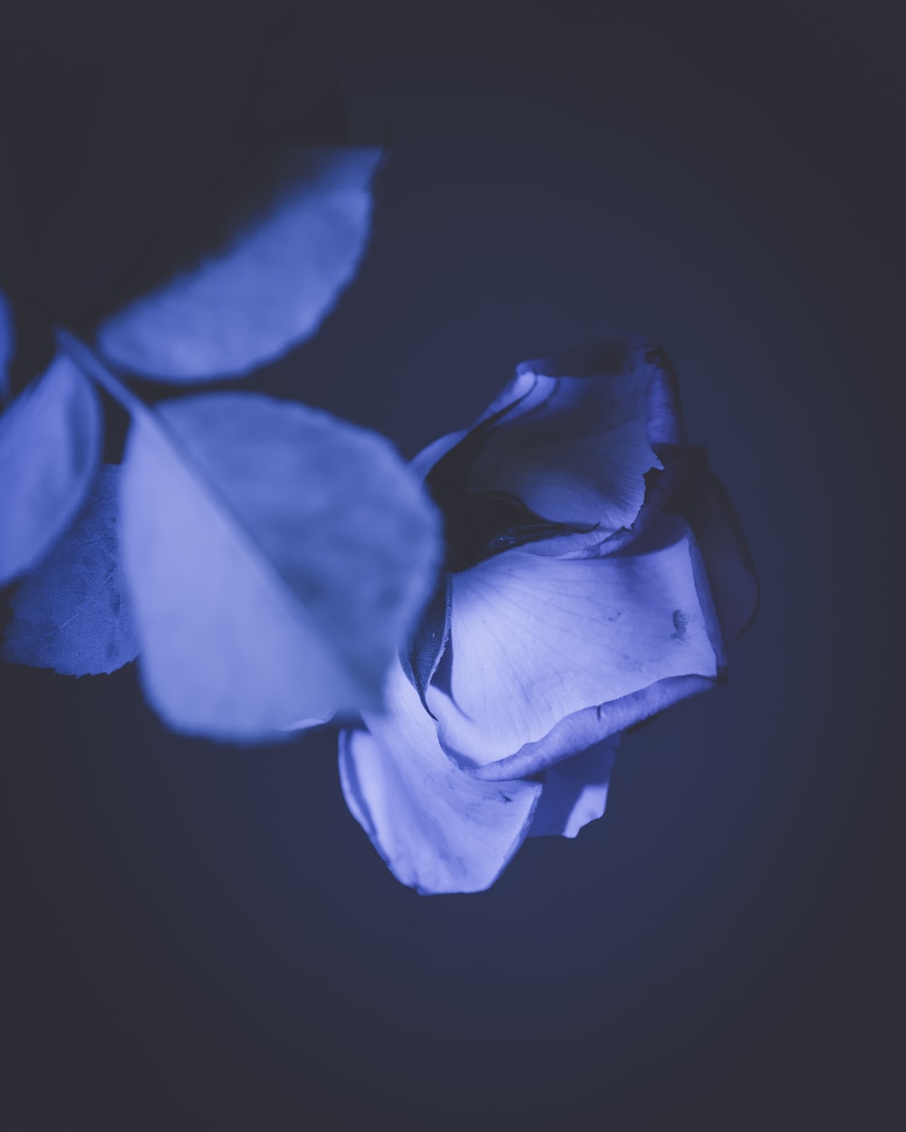 Love Blue Rose Wallpapers