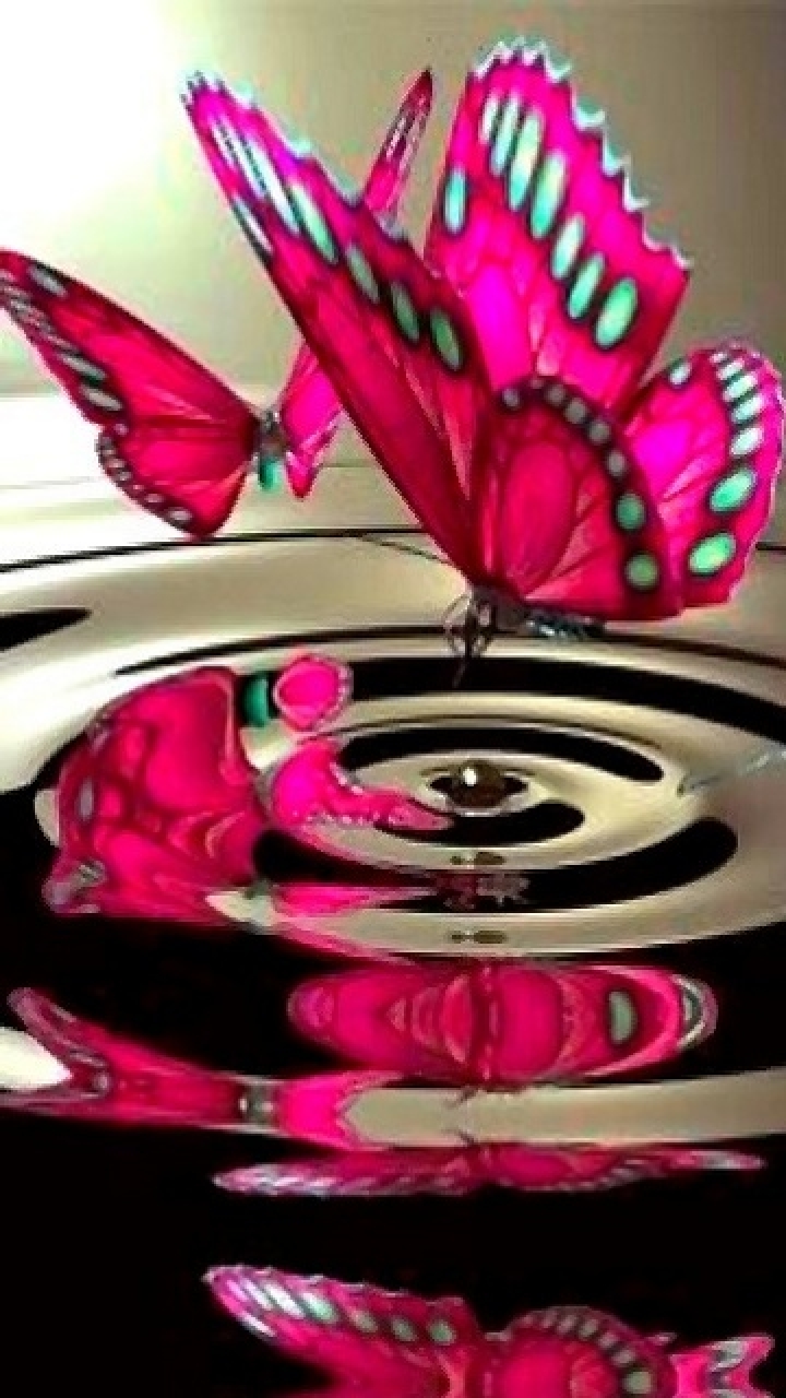 Love Butterfly Hd Wallpapers