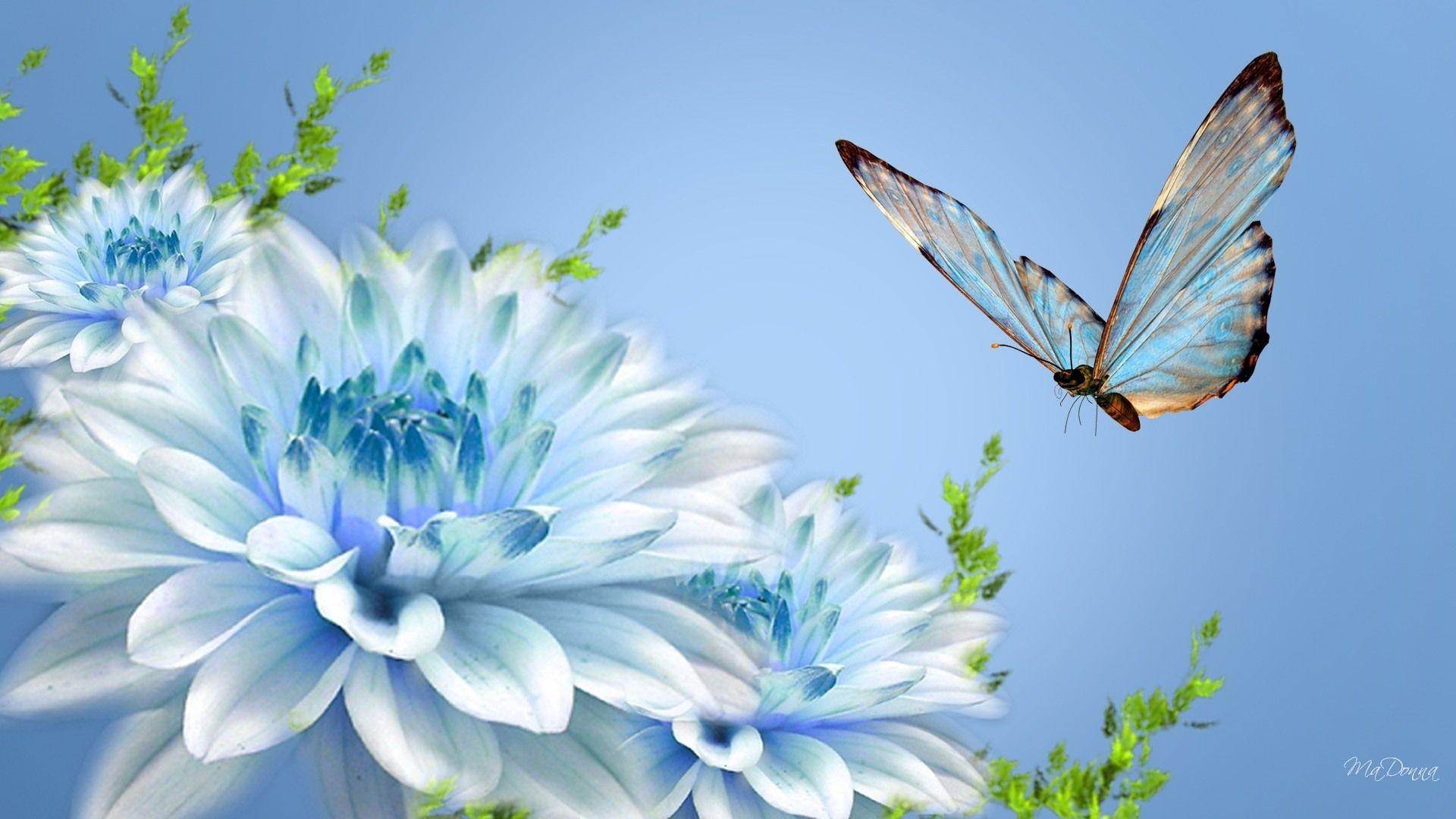 Love Butterfly Hd Wallpapers