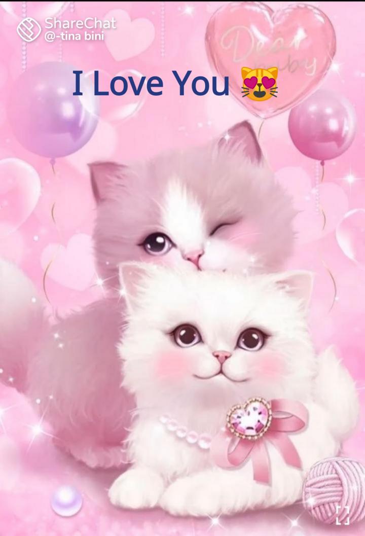 Love Cute Cat Wallpapers