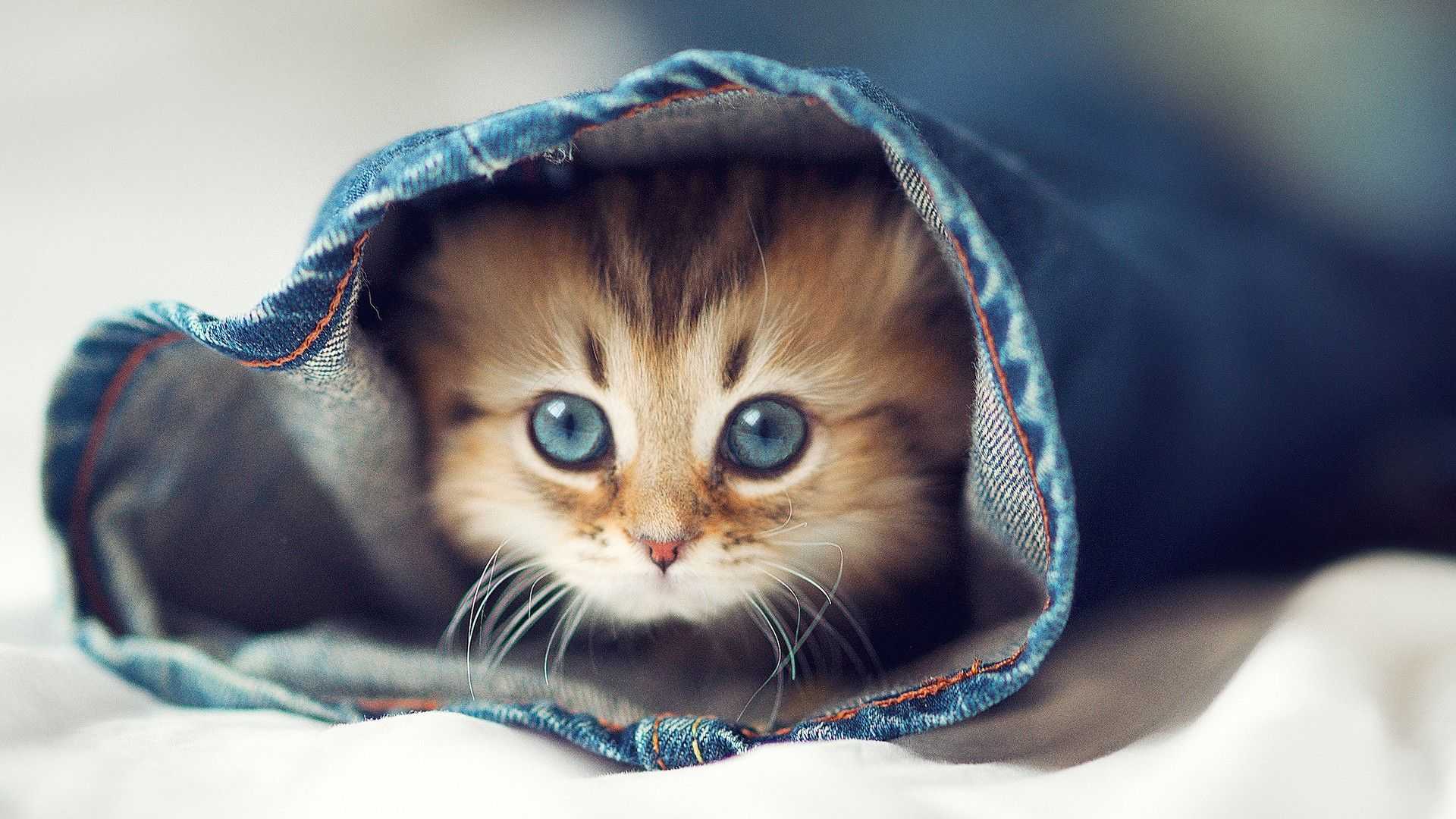 Love Cute Cat Wallpapers