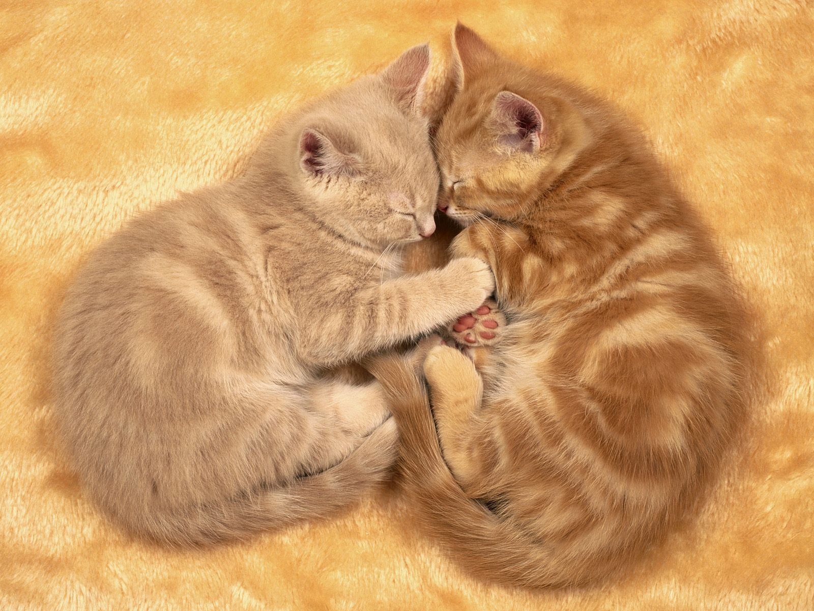 Love Cute Cat Wallpapers