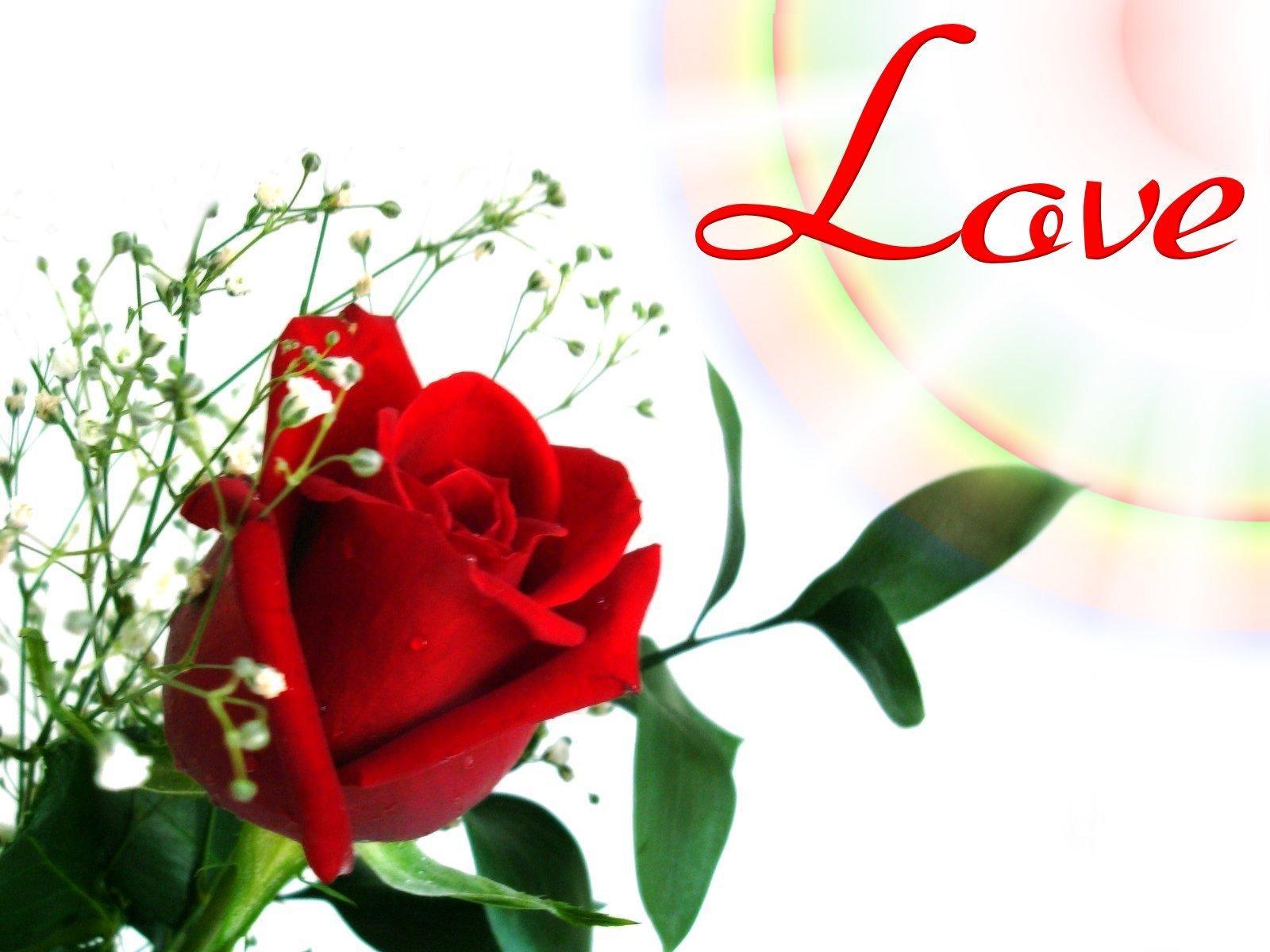 Love Flowers Pictures Wallpapers