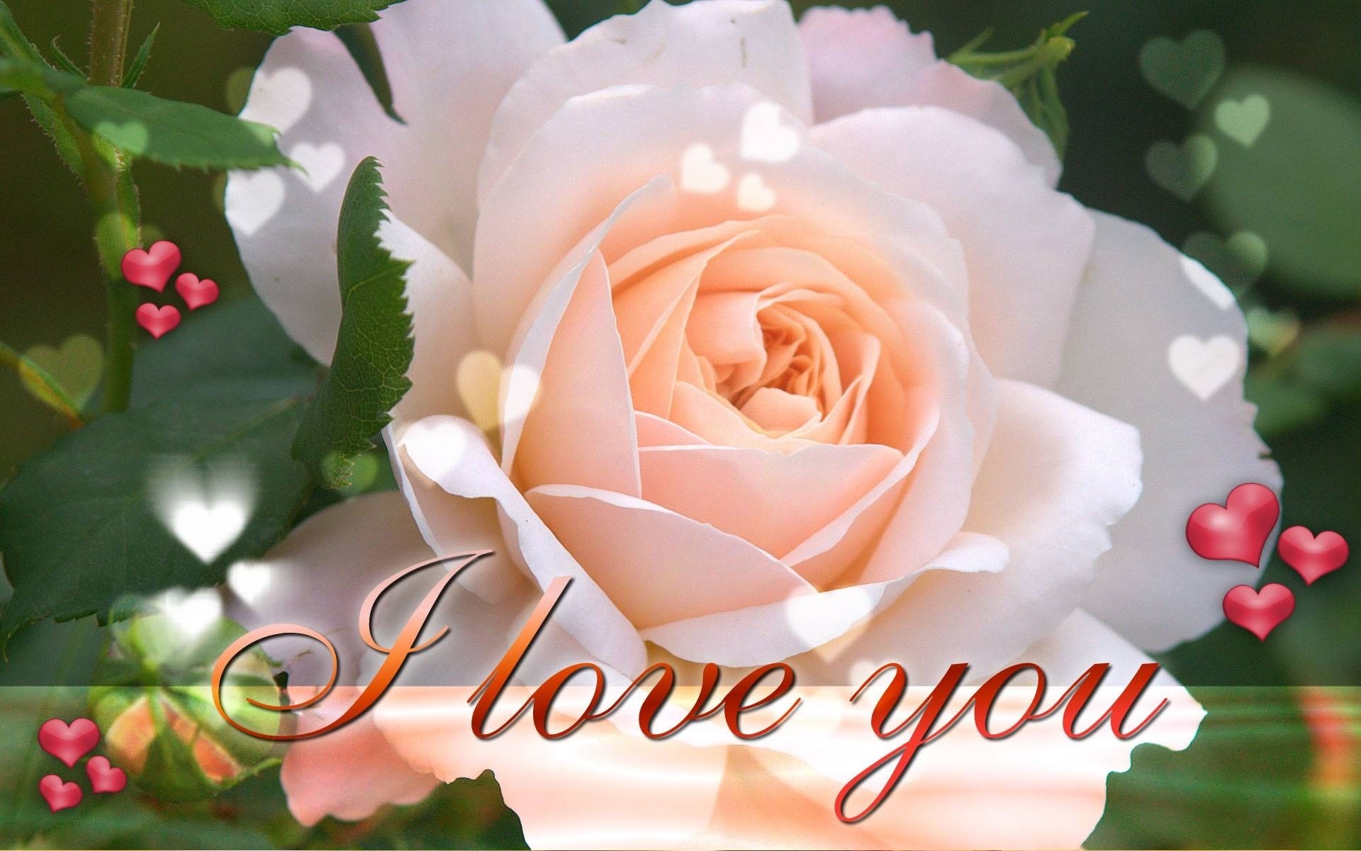 Love Romantic Rose Wallpapers