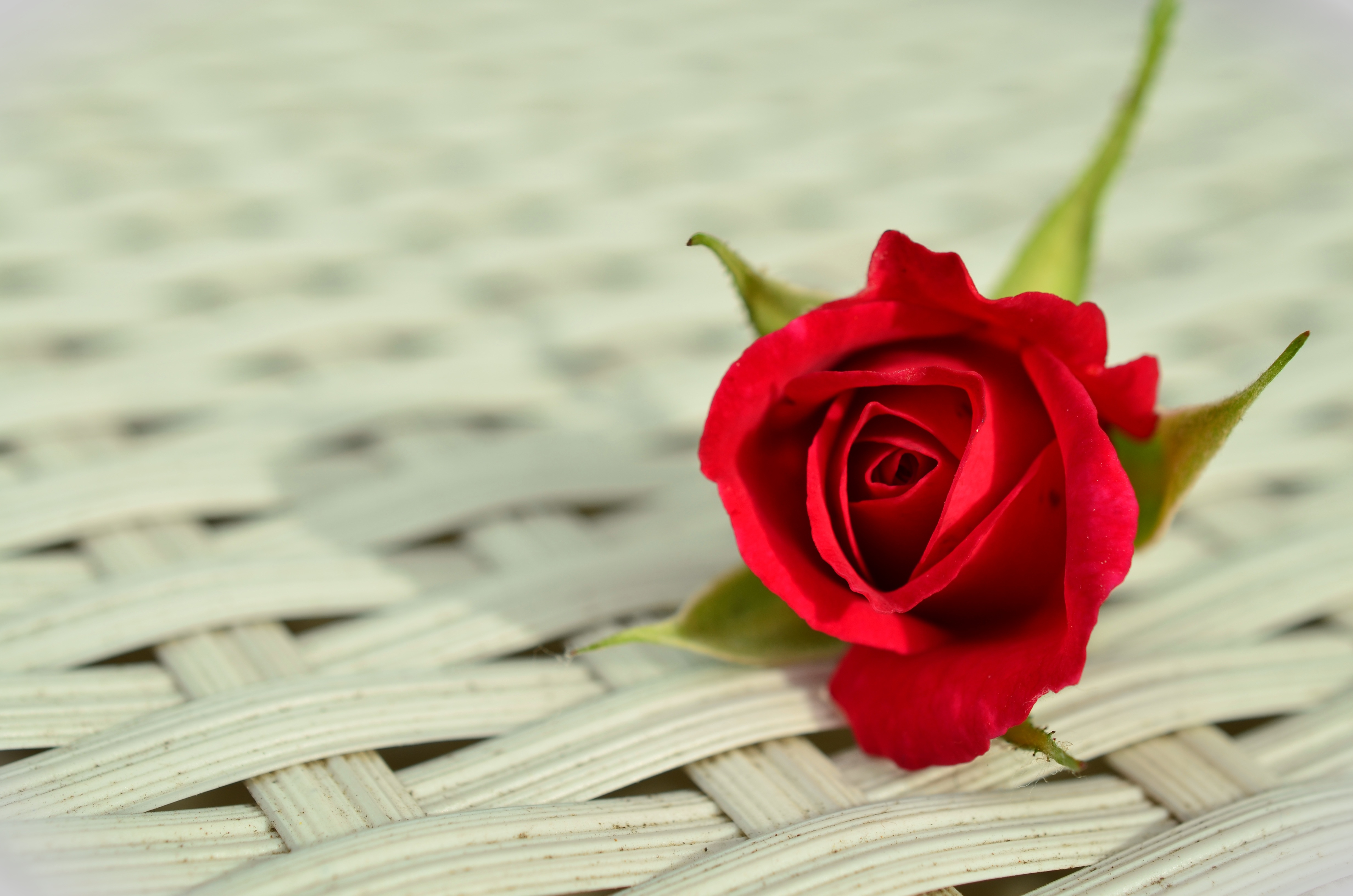 Love Romantic Rose Wallpapers