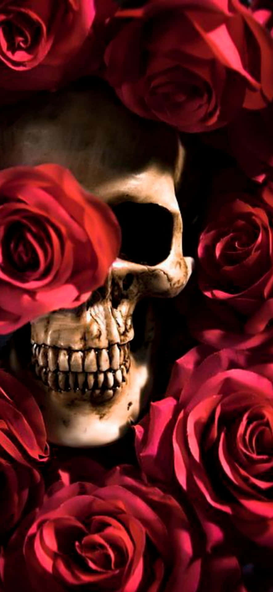 Love Skull And Roses Wallpapers