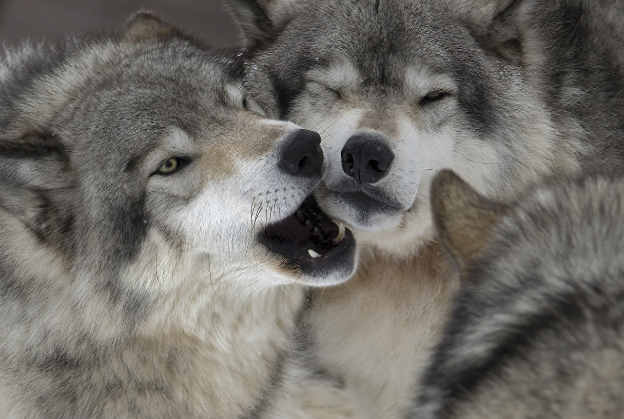 Love Wolf Couple Wallpapers