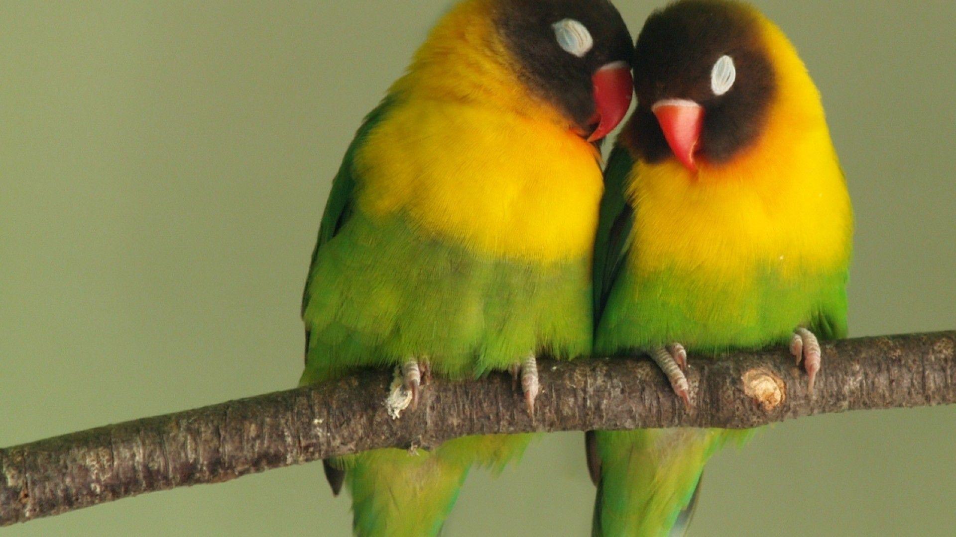 Lovebird Wallpapers