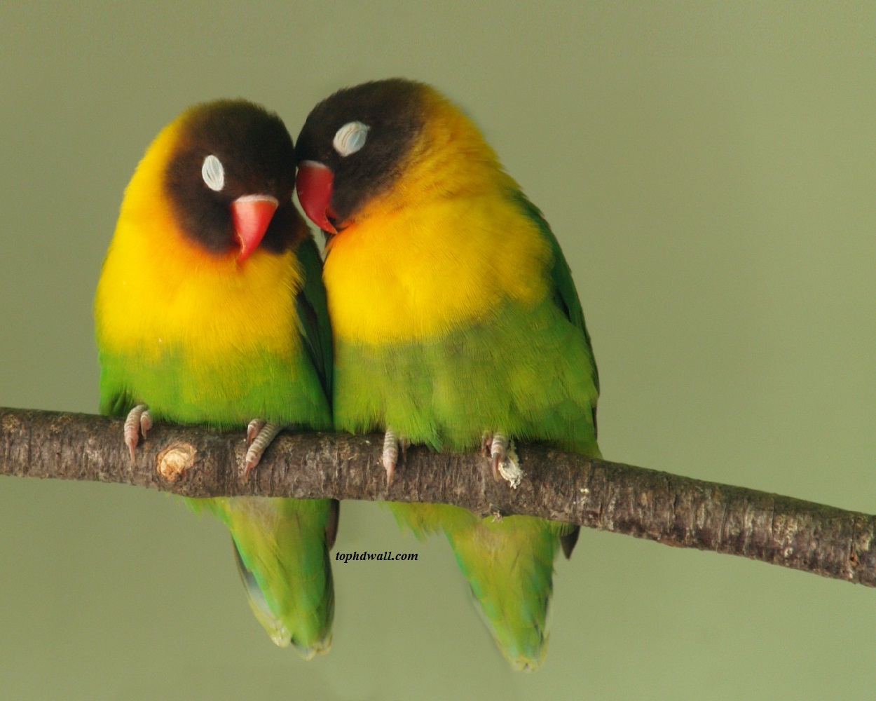 Lovebird Wallpapers