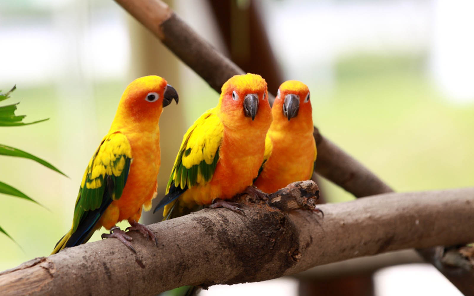 Lovebird Wallpapers