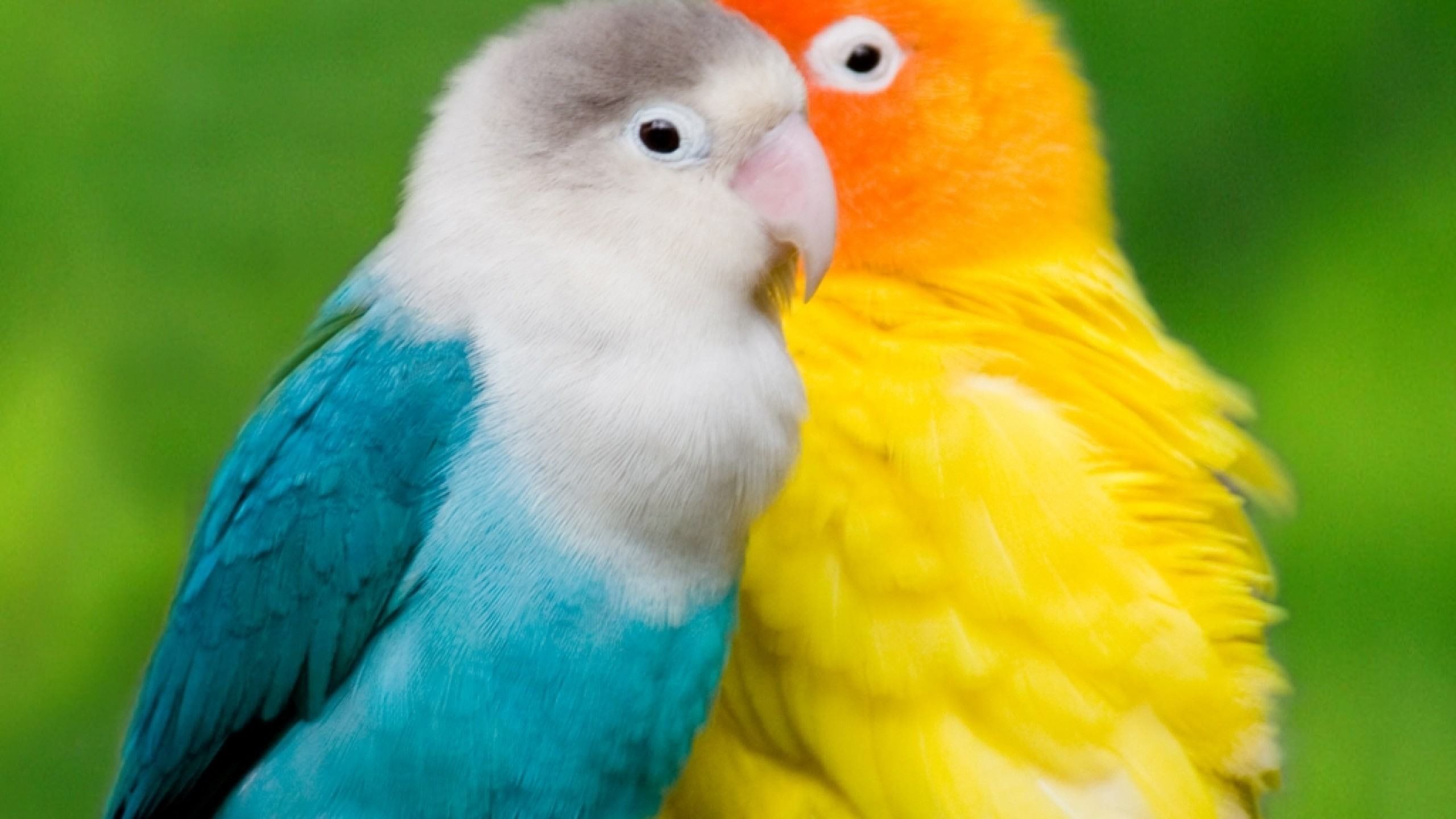 Lovebirds Wallpapers