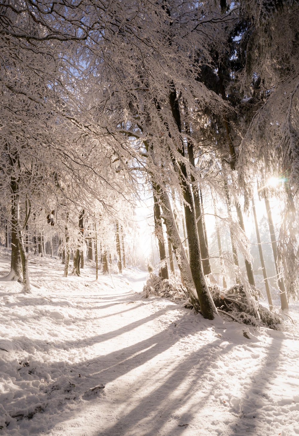 Low Winter Sun Wallpapers