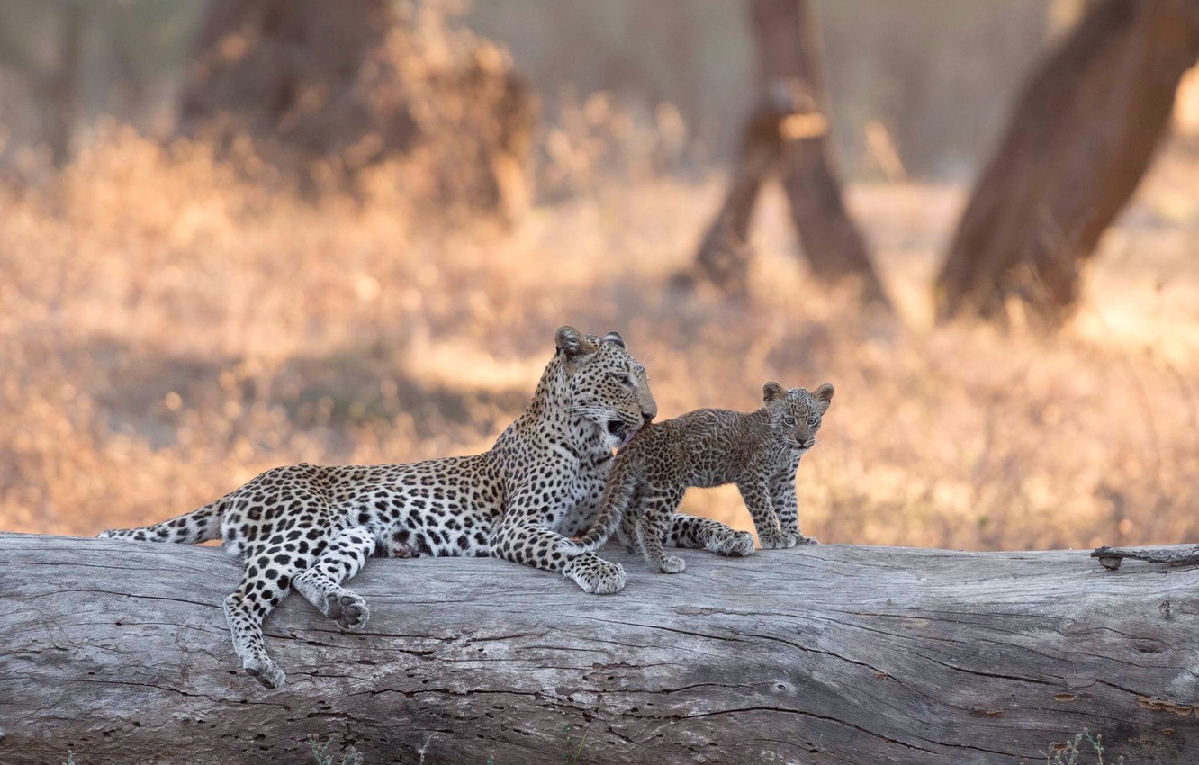 Lower Zambezi National Park Wallpapers