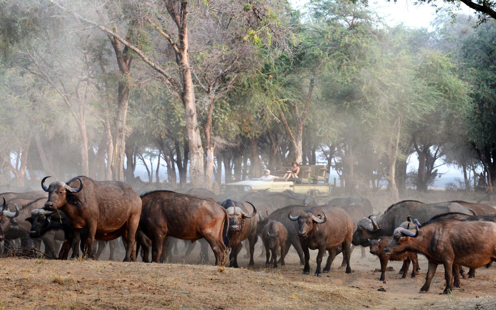 Lower Zambezi National Park Wallpapers