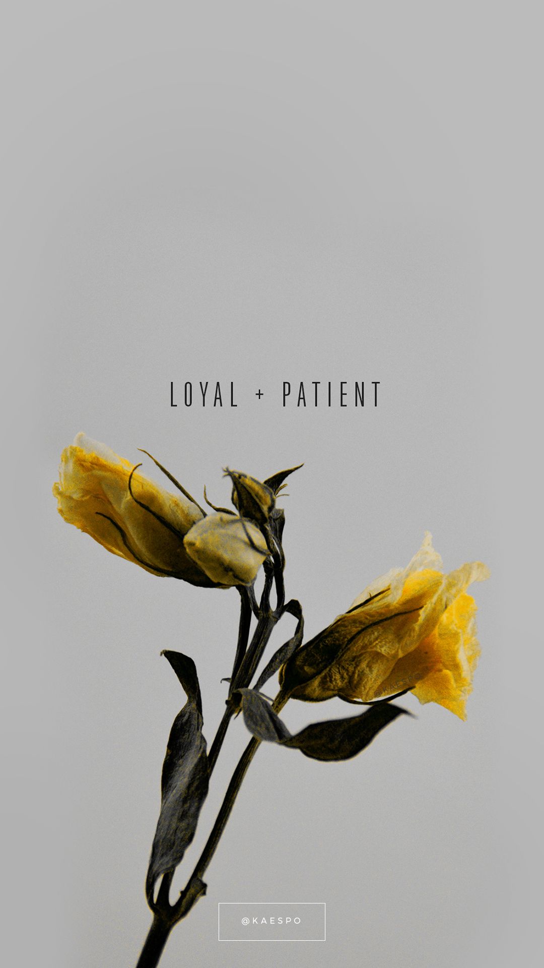 Loyal Wallpapers