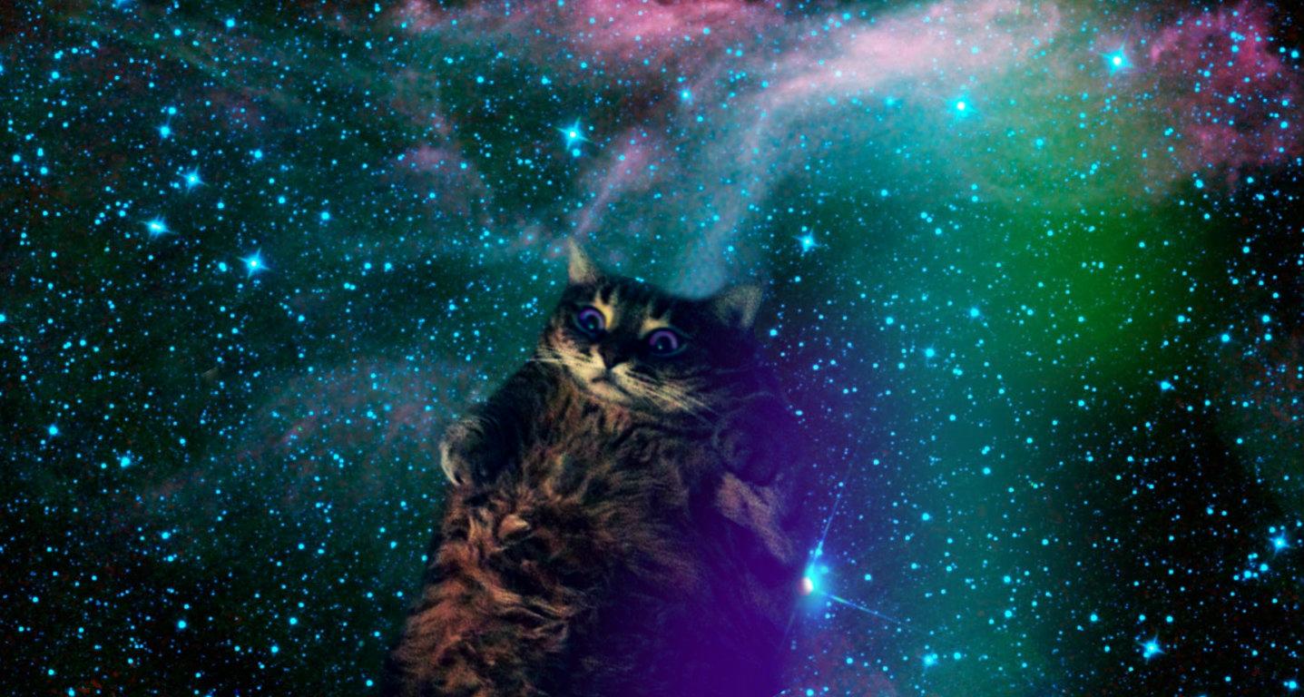 Lsd Cat Pic Wallpapers