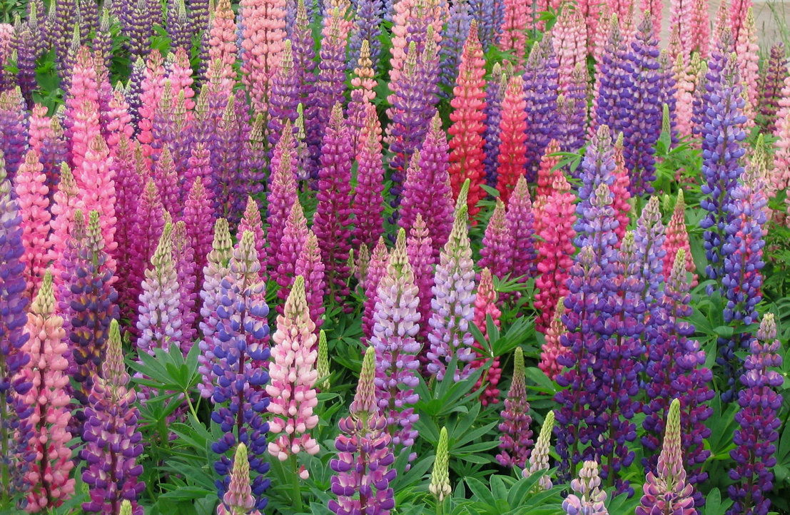 Lupine Wallpapers