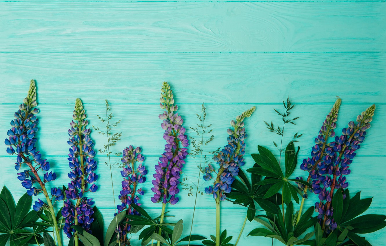 Lupine Wallpapers