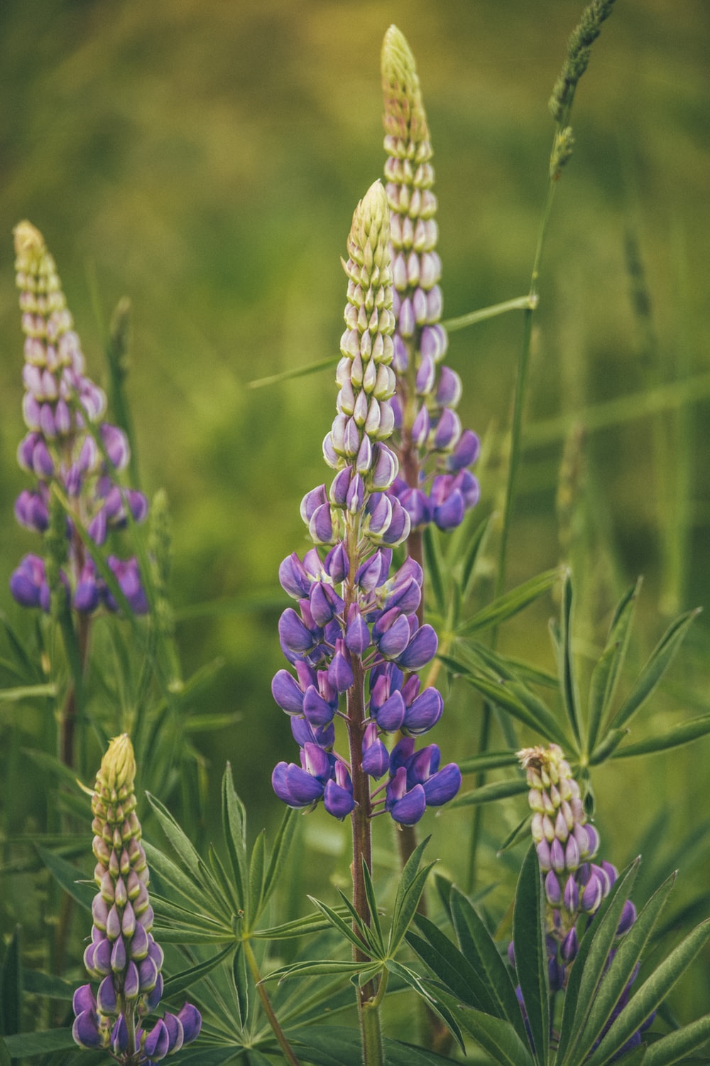 Lupine Wallpapers