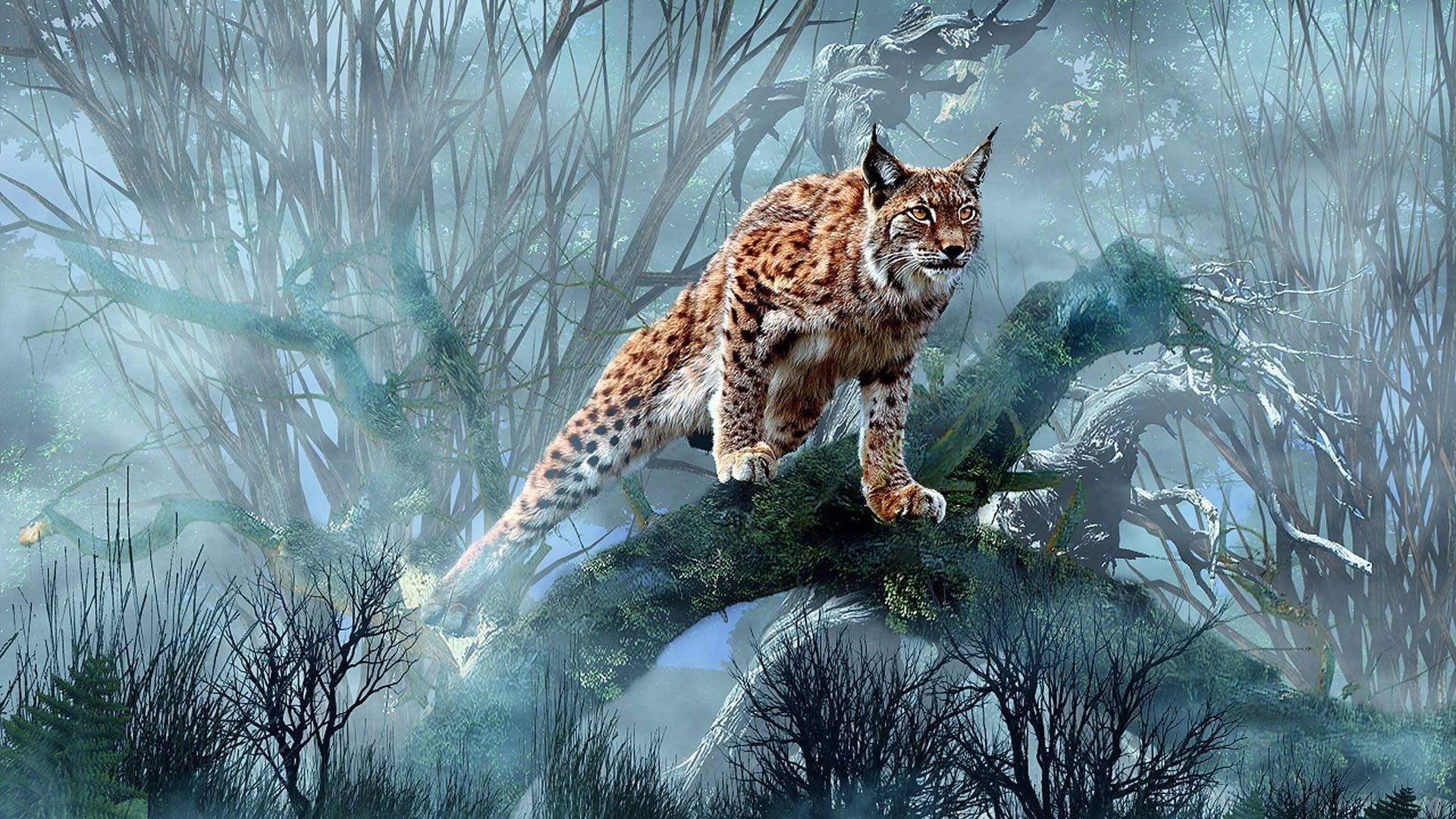 Lynx Wallpapers