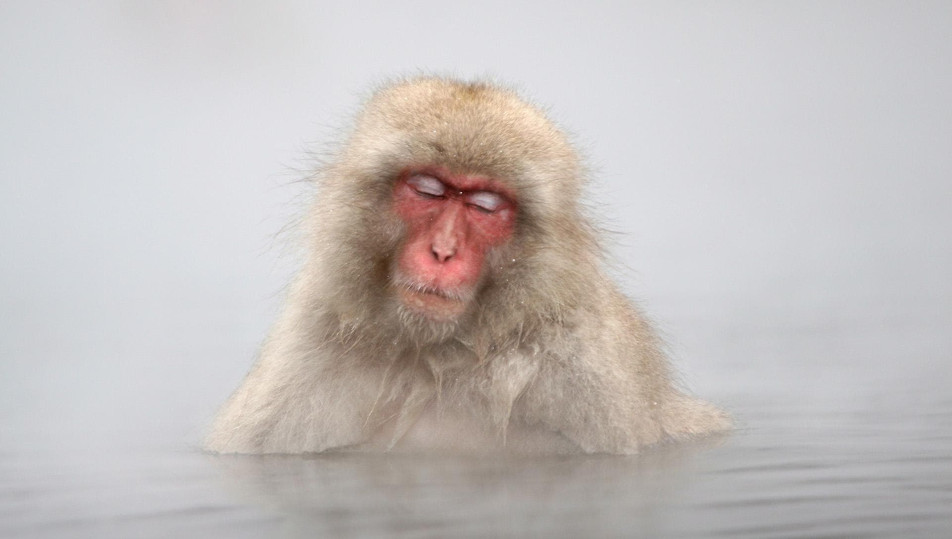 Macaque Wallpapers