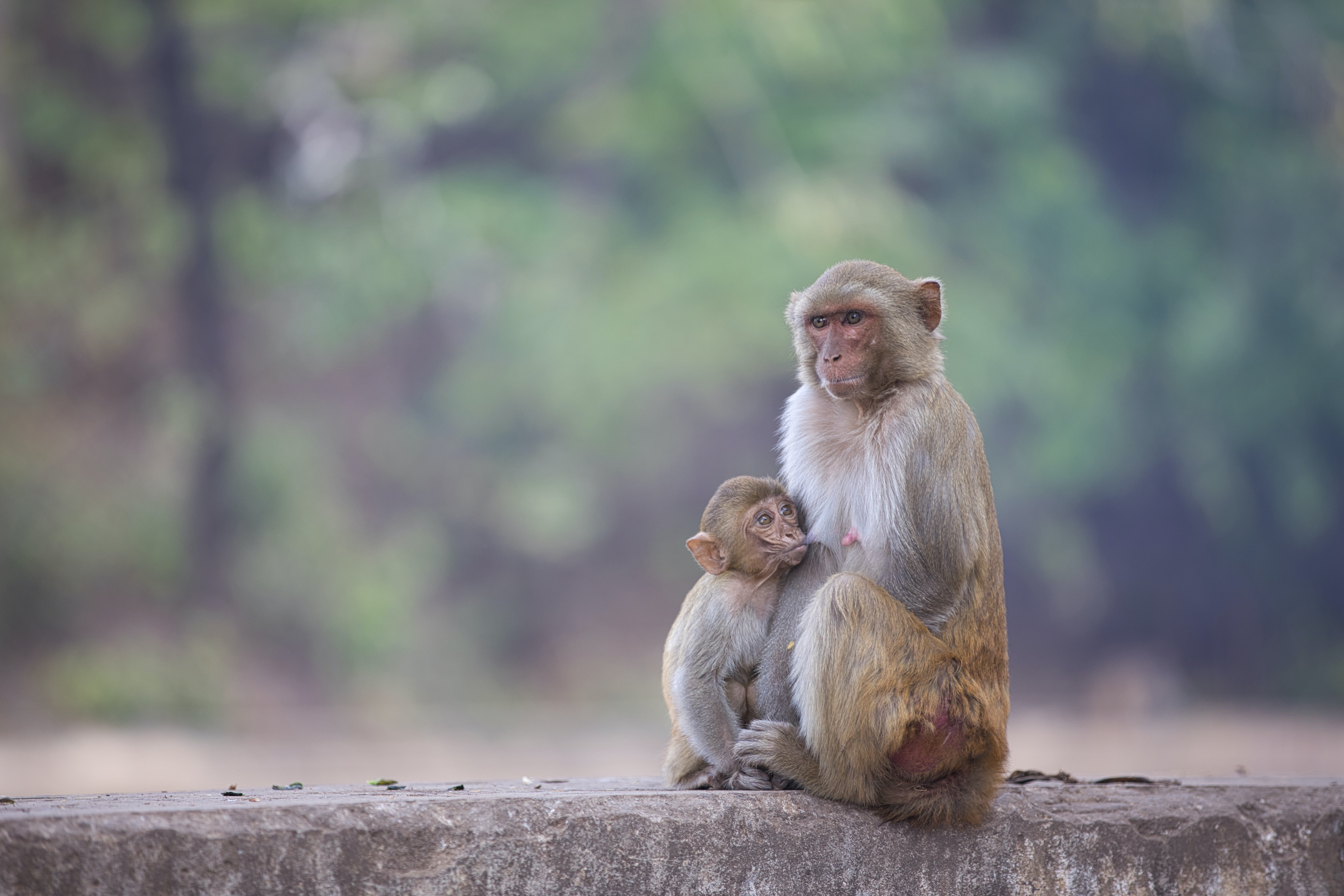 Macaque Wallpapers