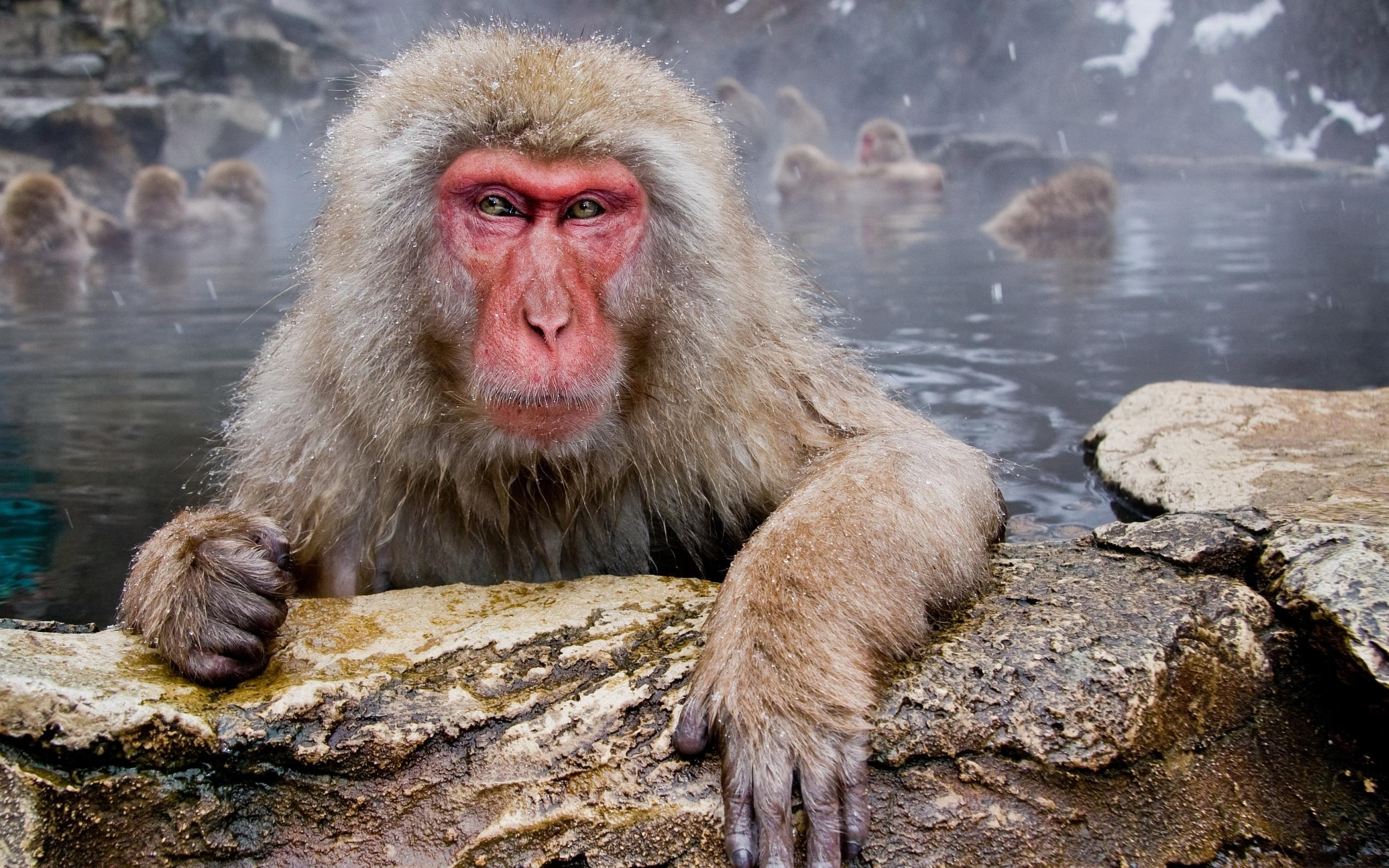 Macaque Wallpapers