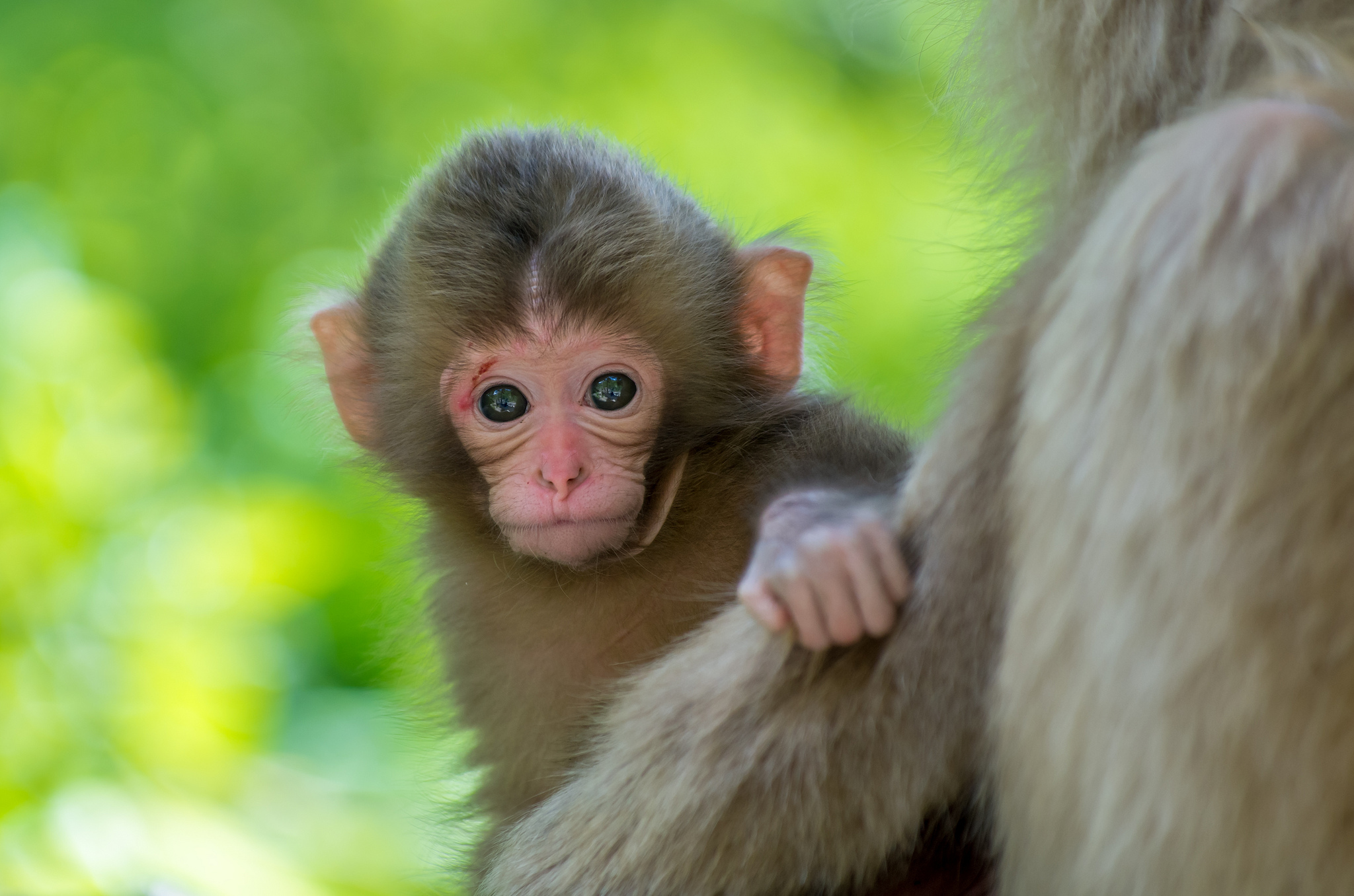 Macaque Wallpapers