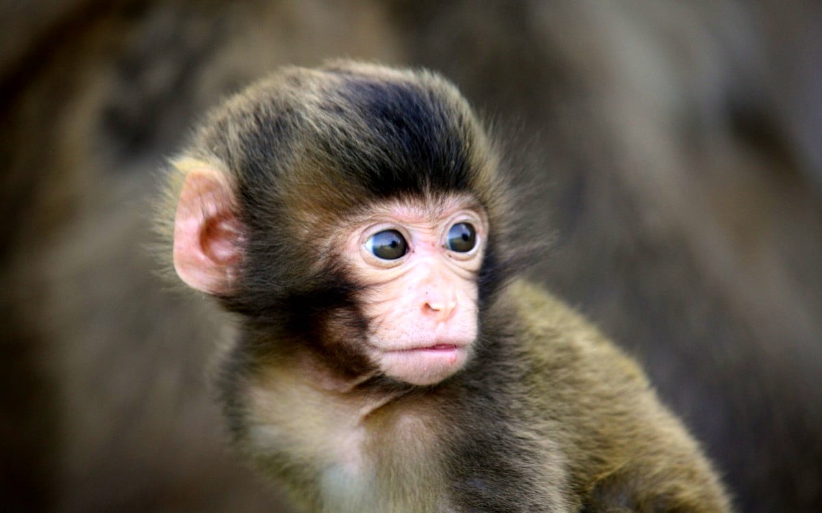 Macaque Wallpapers