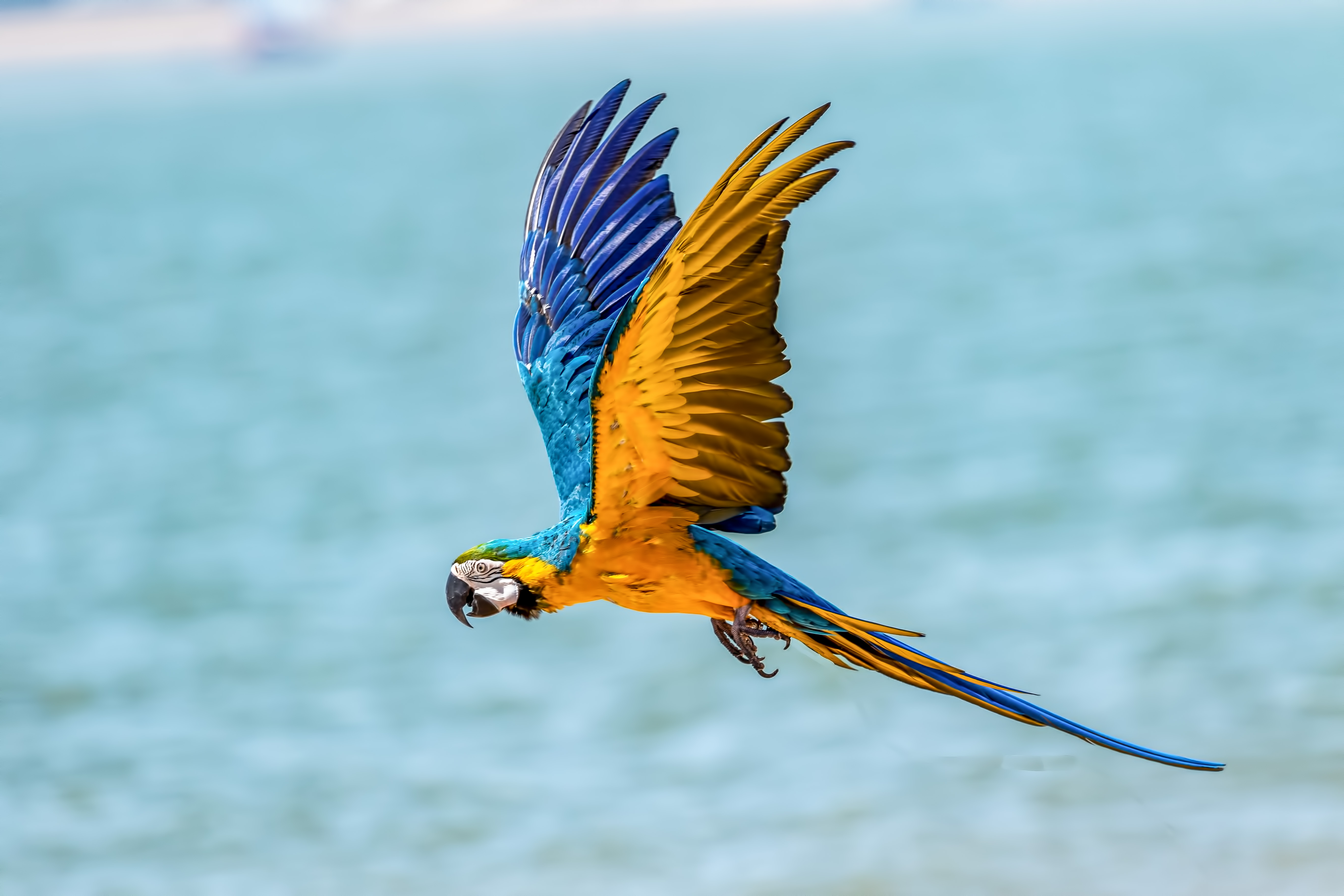 Macaw Wallpapers