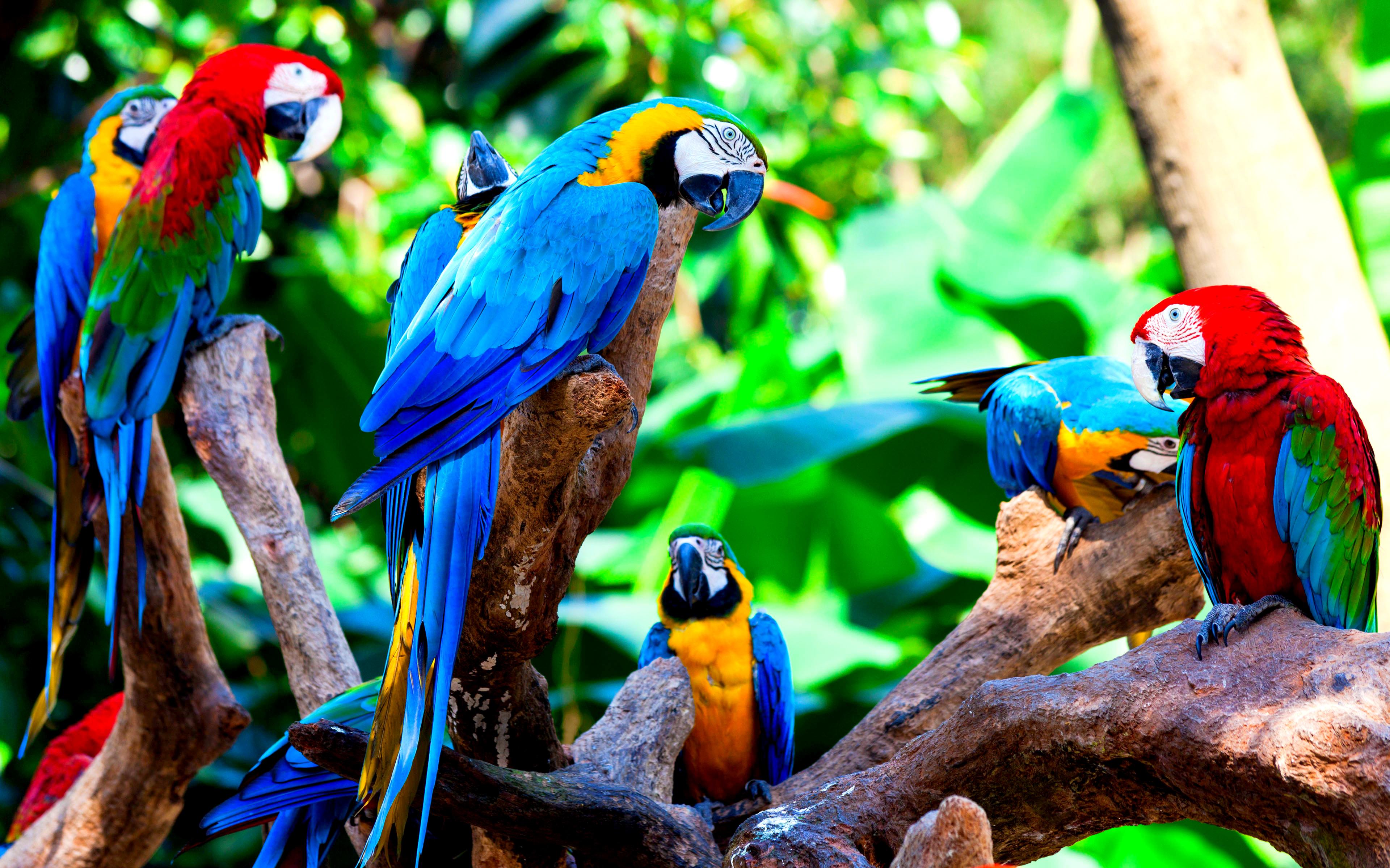 Macaw Wallpapers