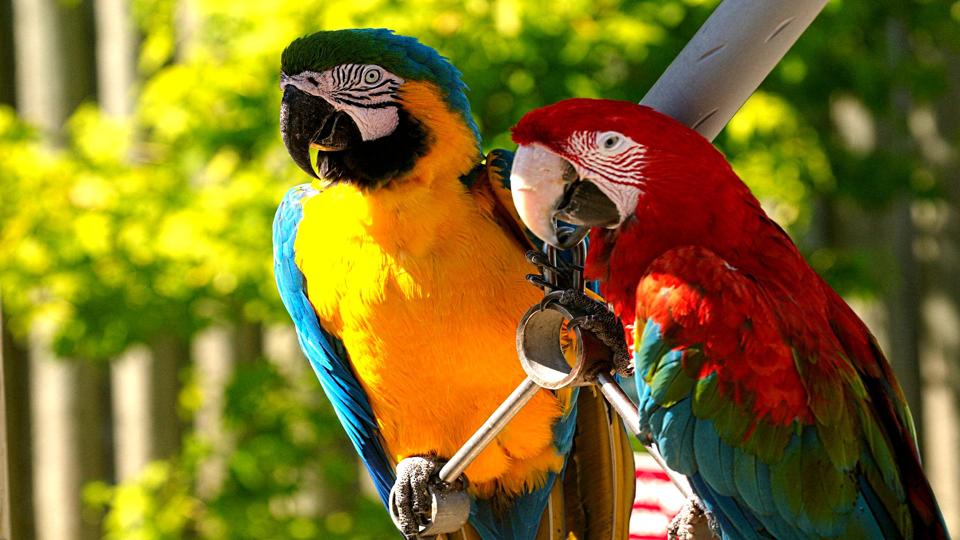 Macaw Wallpapers