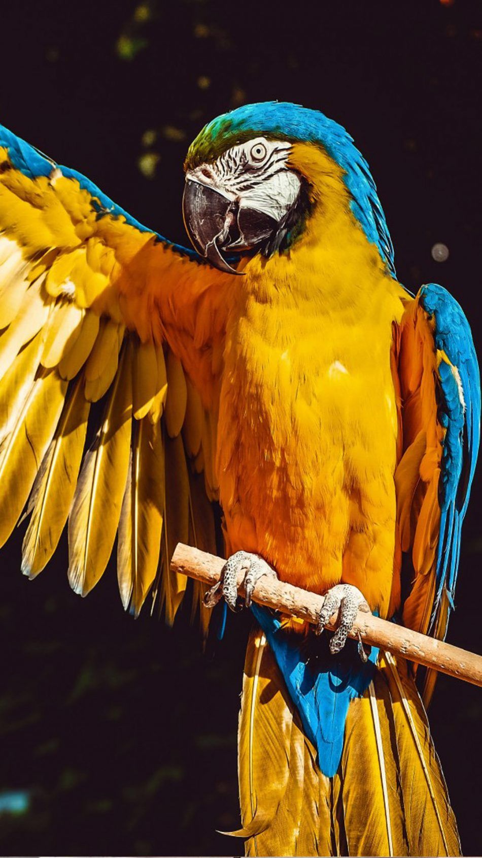 Macaw Wallpapers