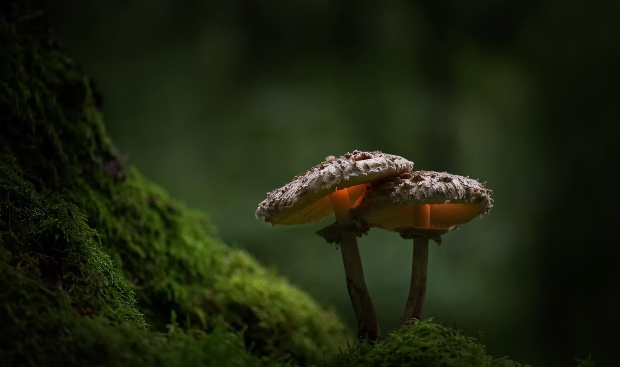 Macro Mushroom Wallpapers