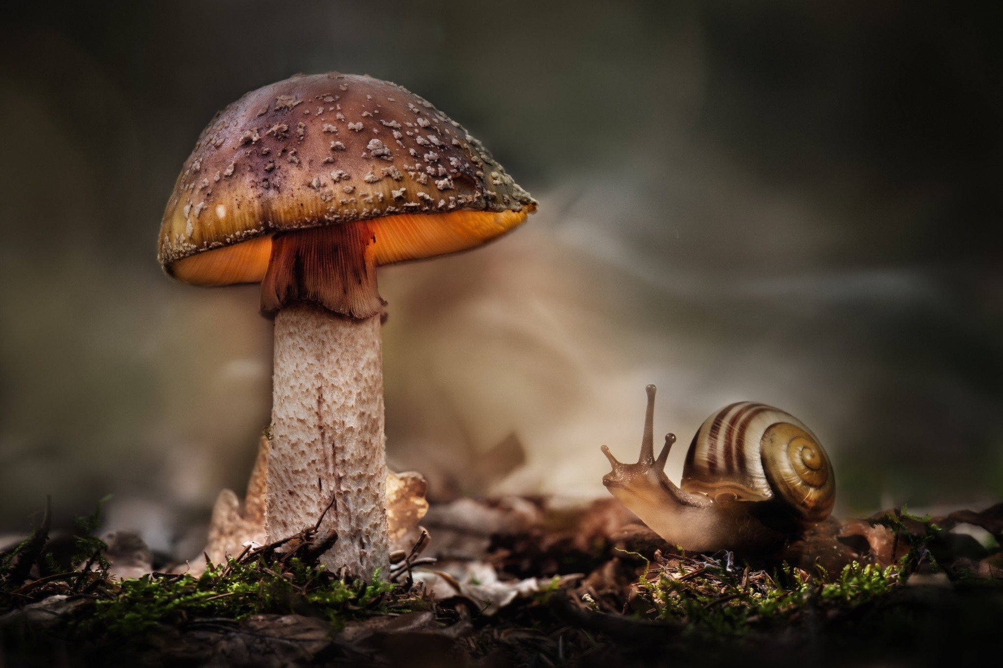 Macro Mushroom Wallpapers